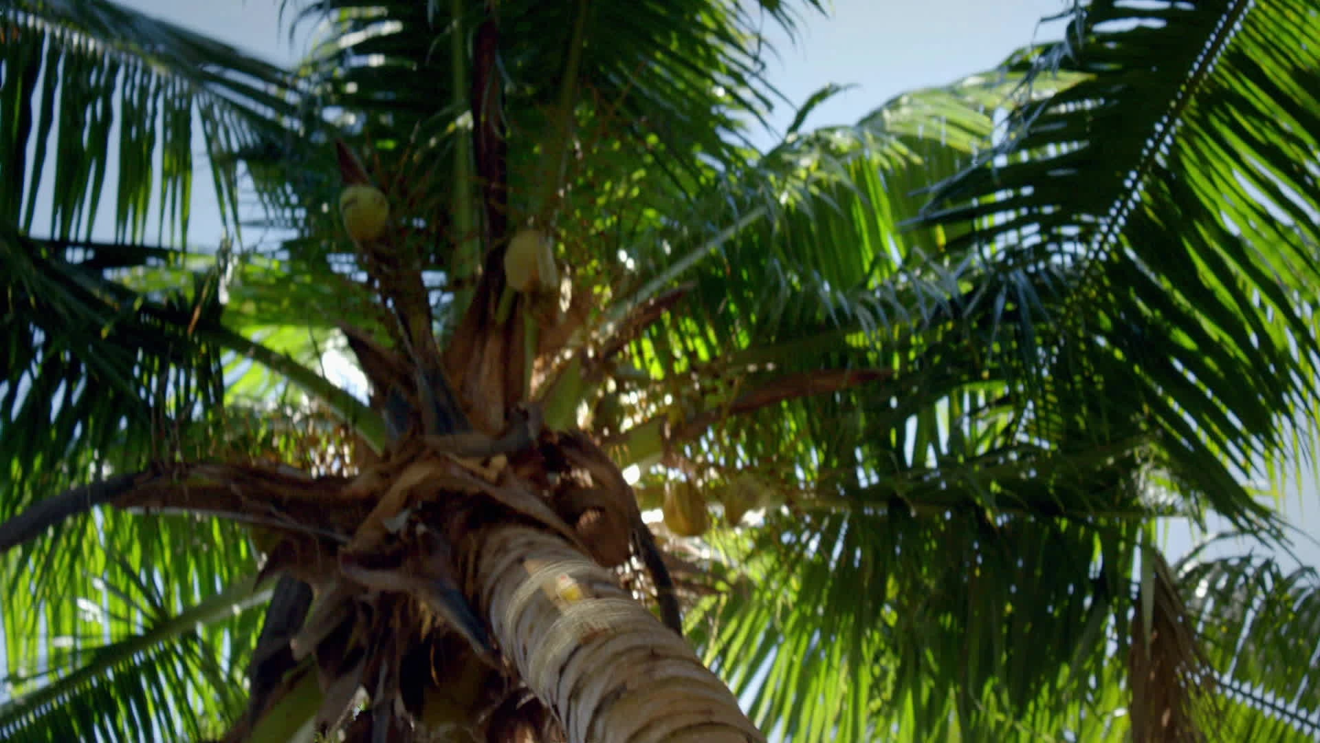 The Island