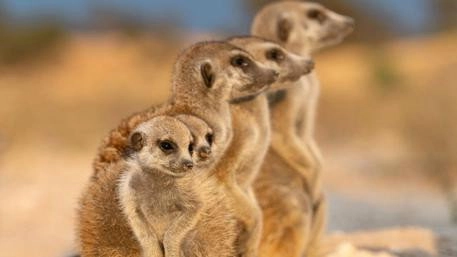 Meerkat Manor: Rise of the Dynasty