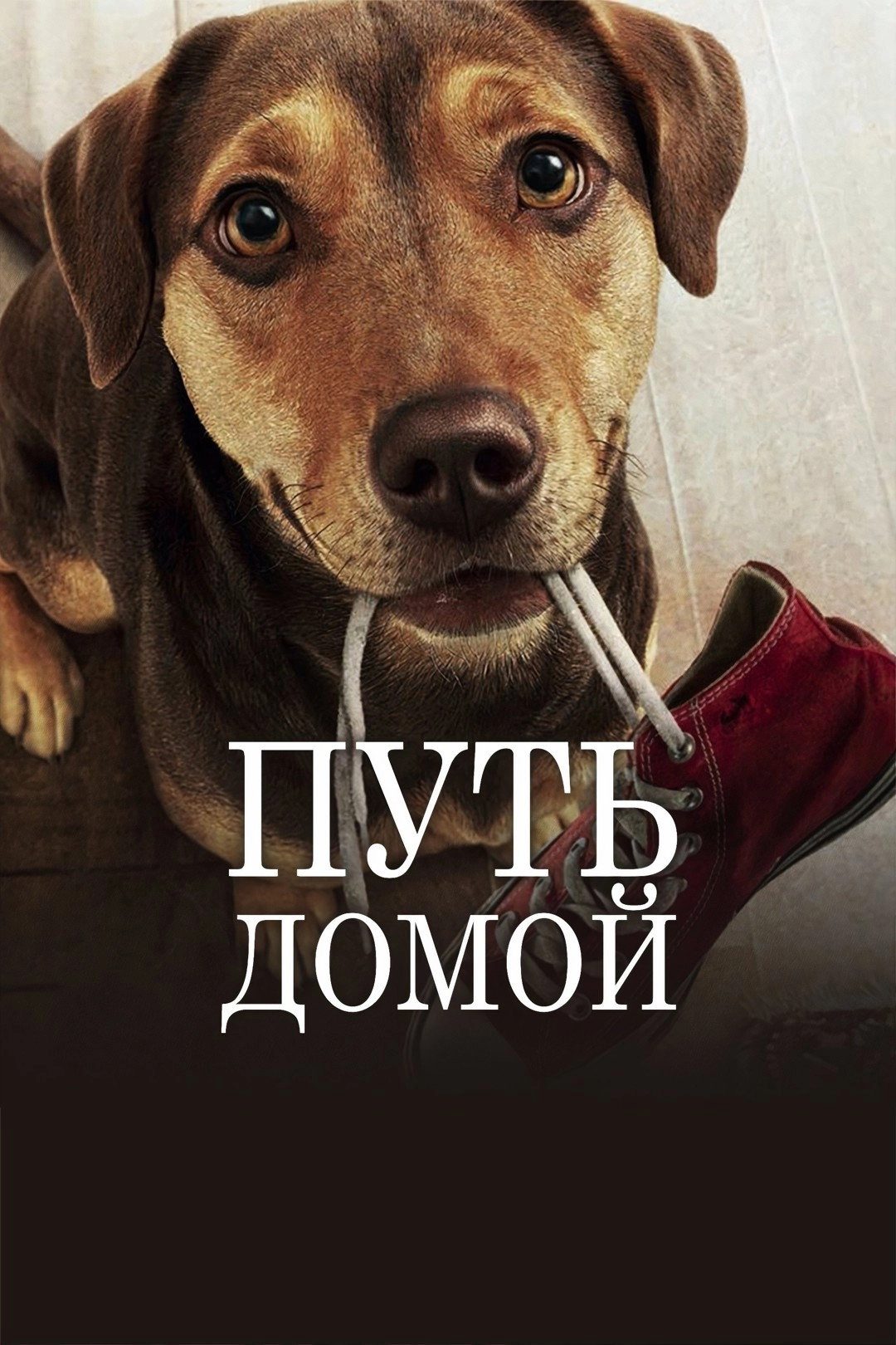A Dog's Way Home