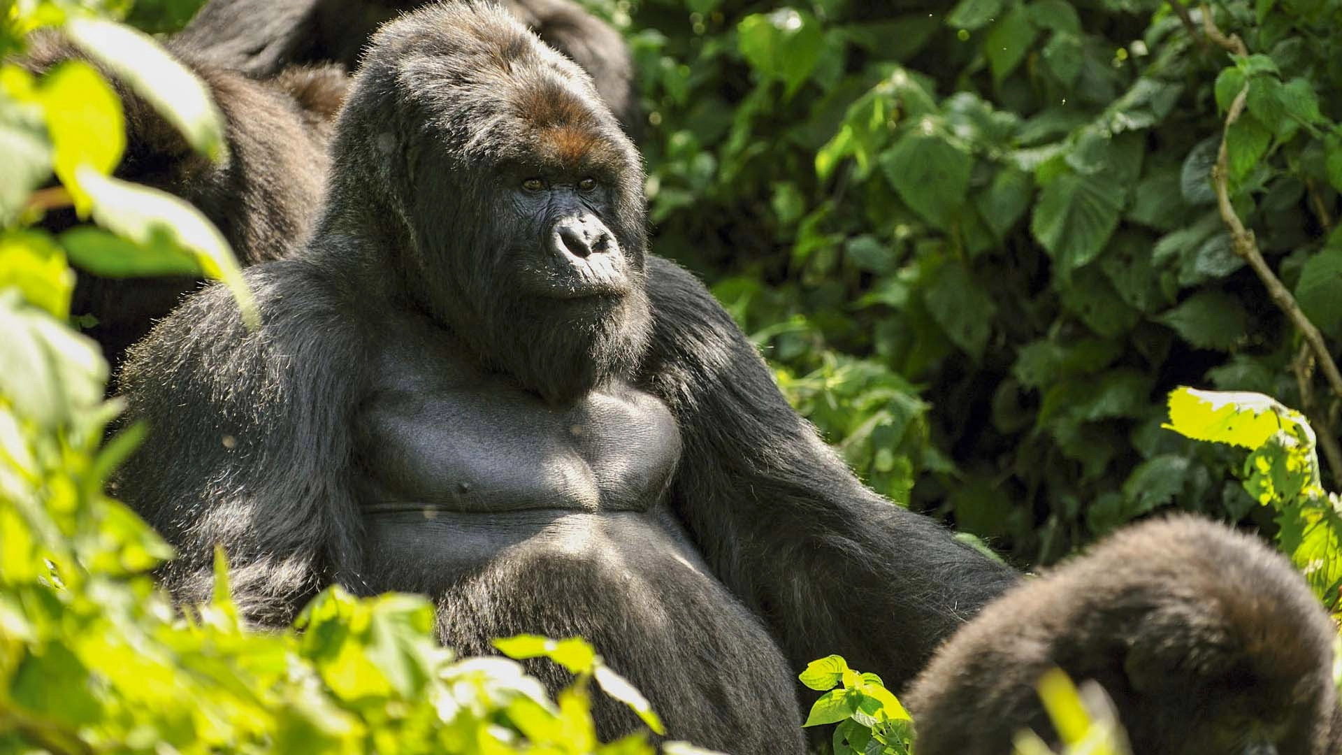 Mountain Gorilla