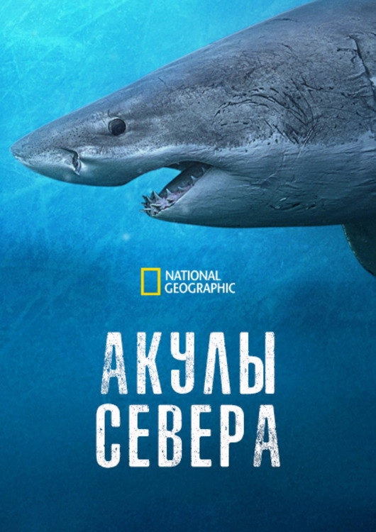 Sharks of the North
