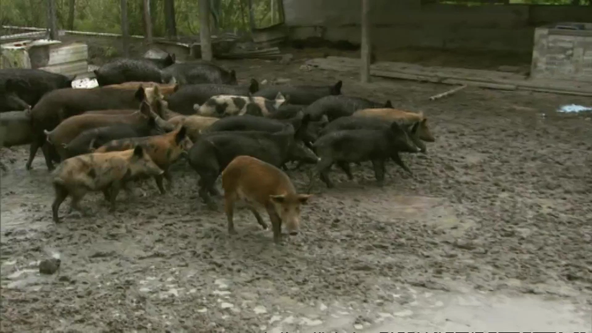 Animal Cops: Miami