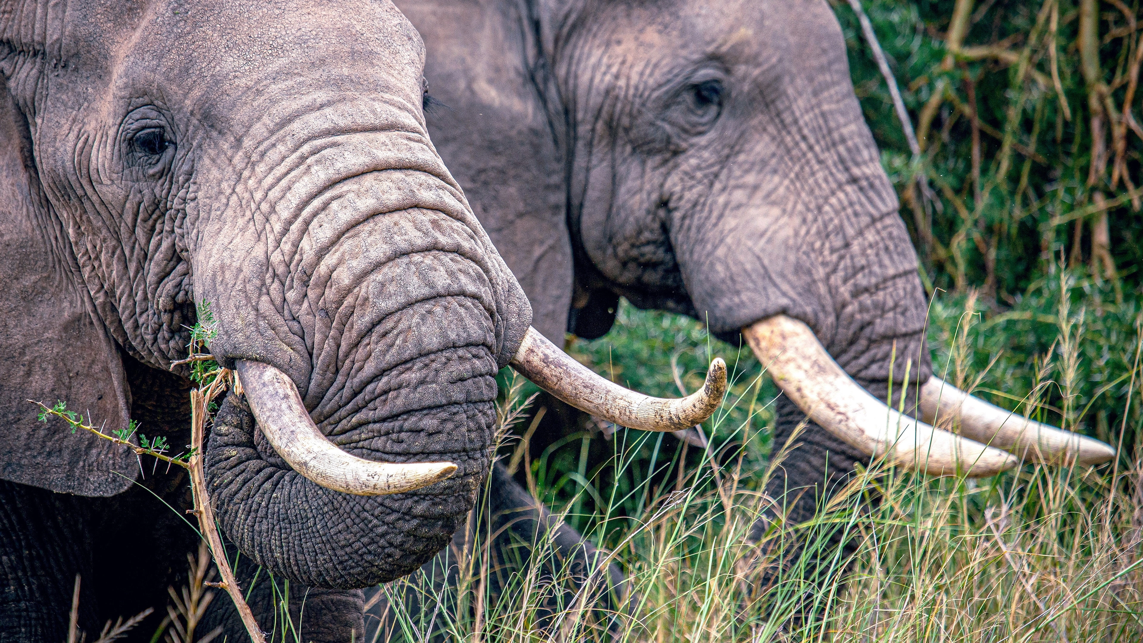 Secrets of the Elephants