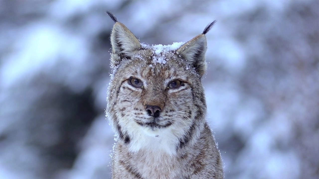 Wild Romania