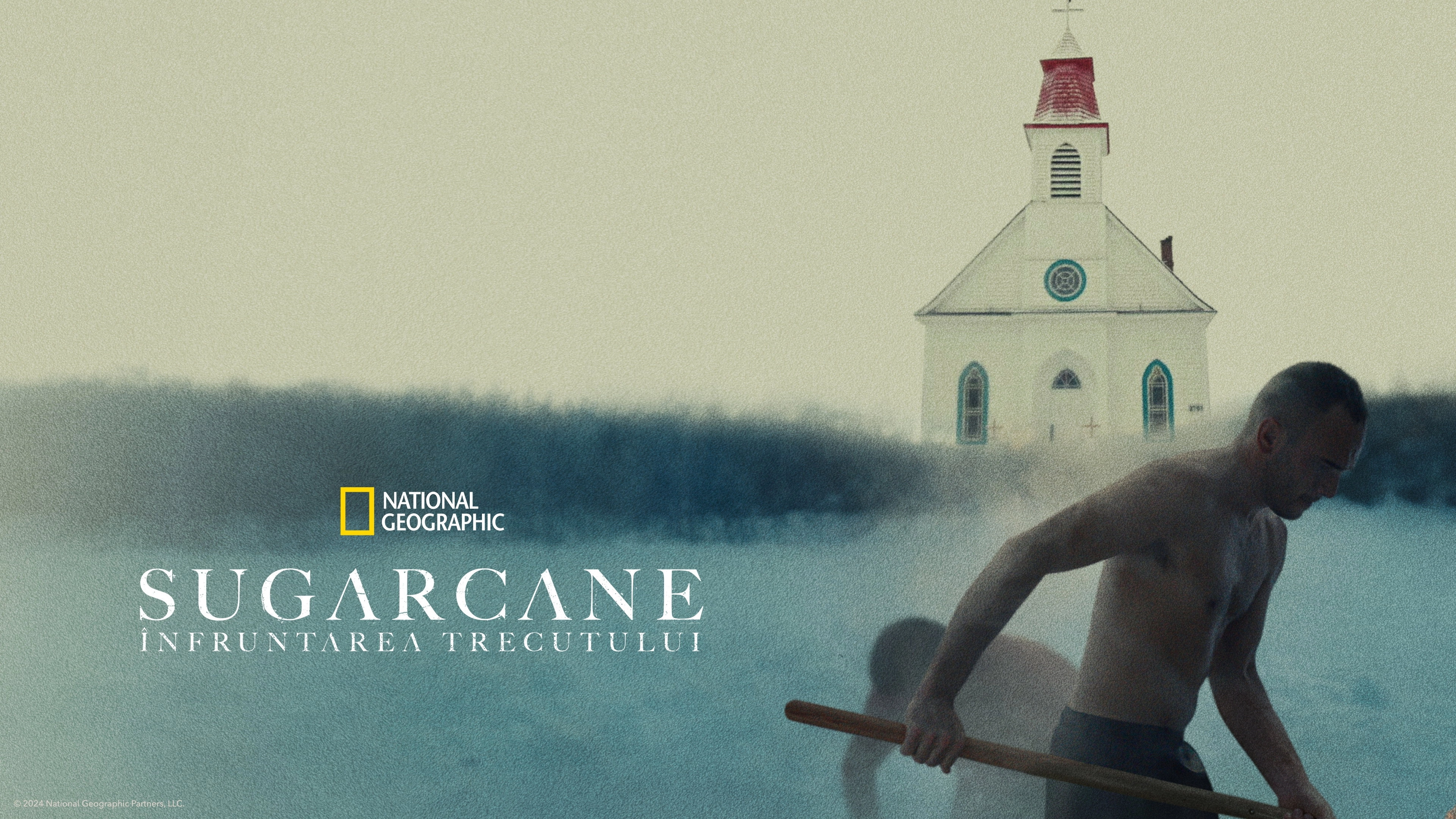 Sugarcane