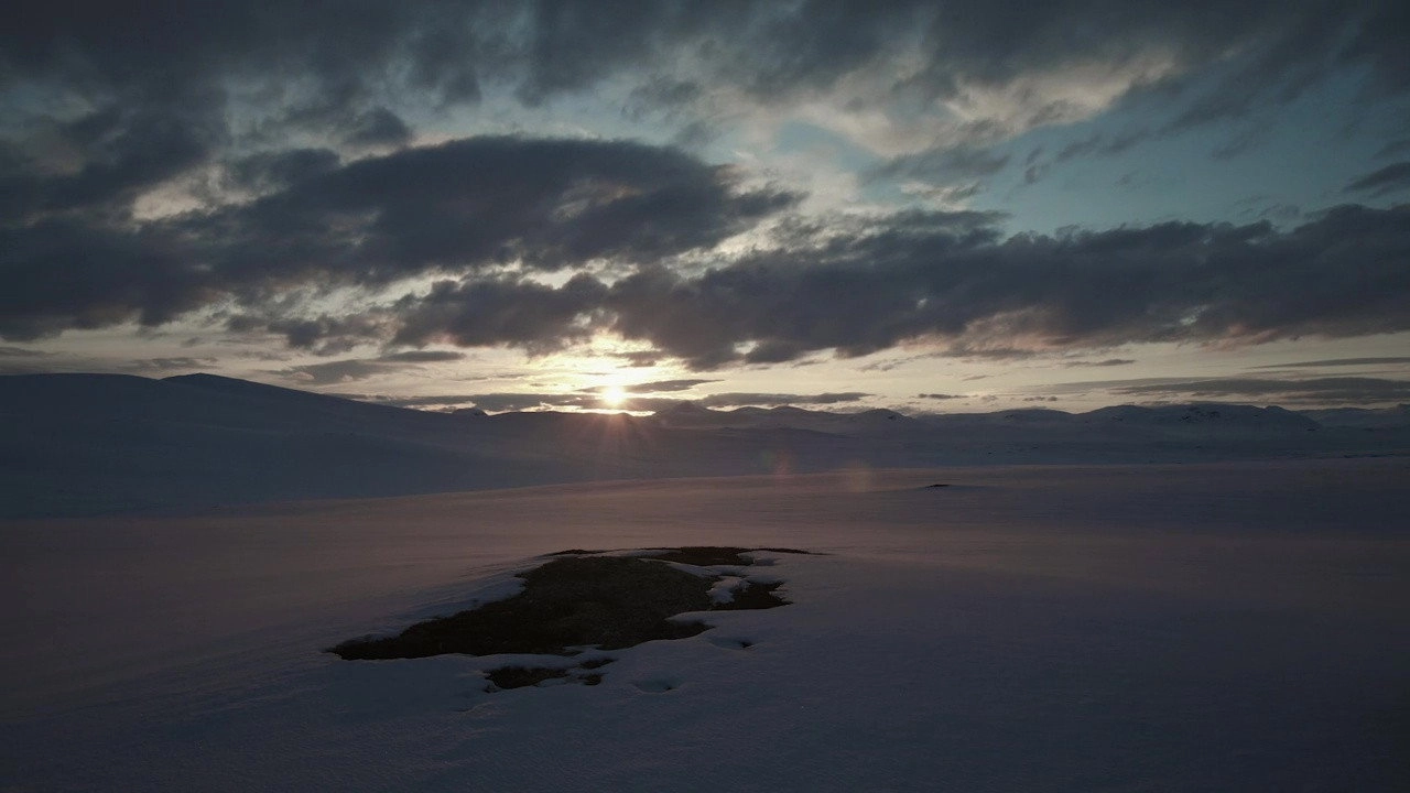 Wild Arctic