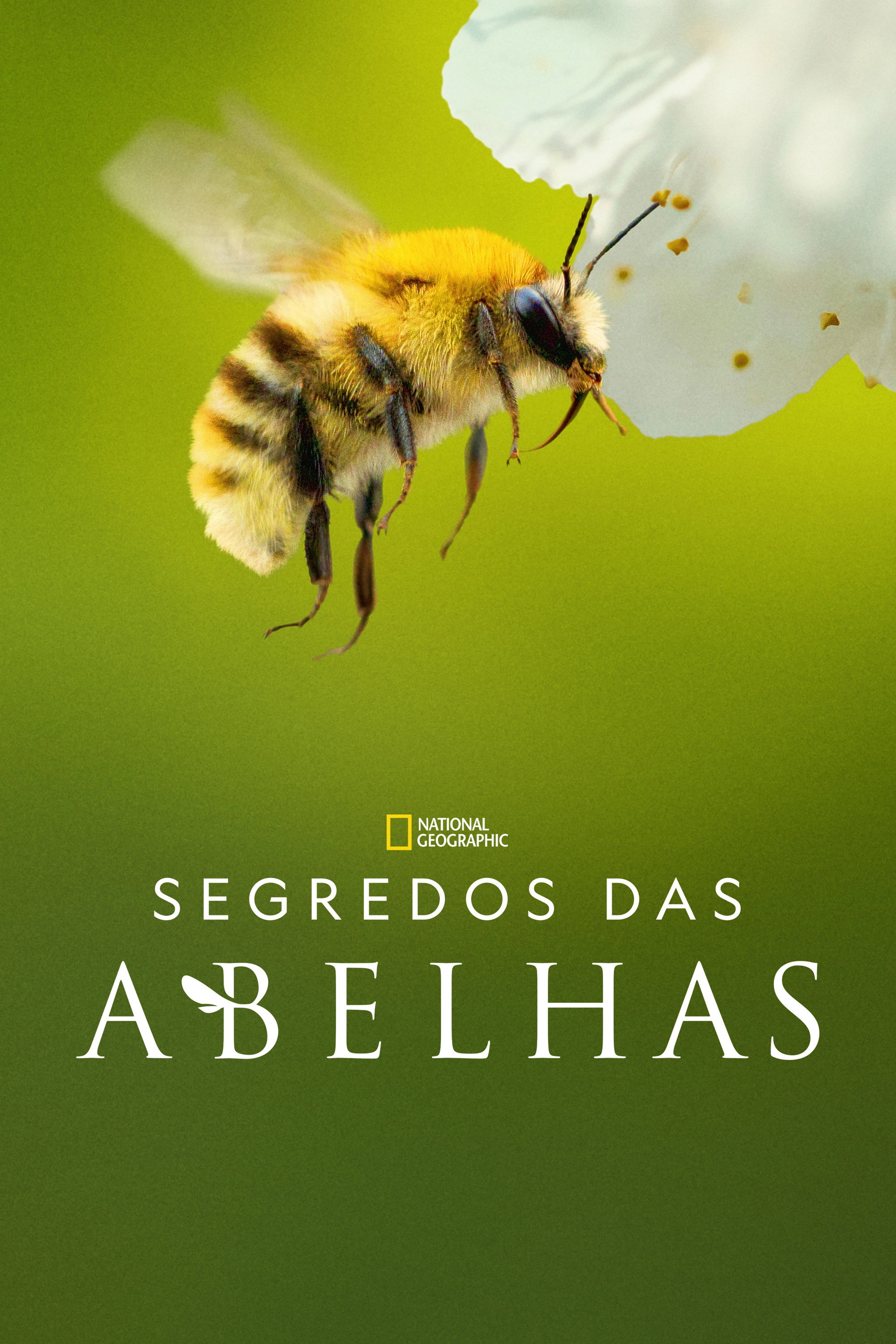 Secrets of the Bees