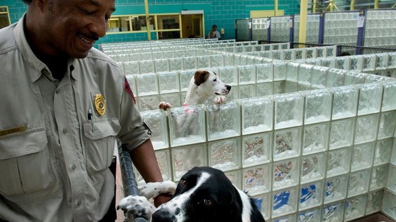 Animal Cops: Philadelphia