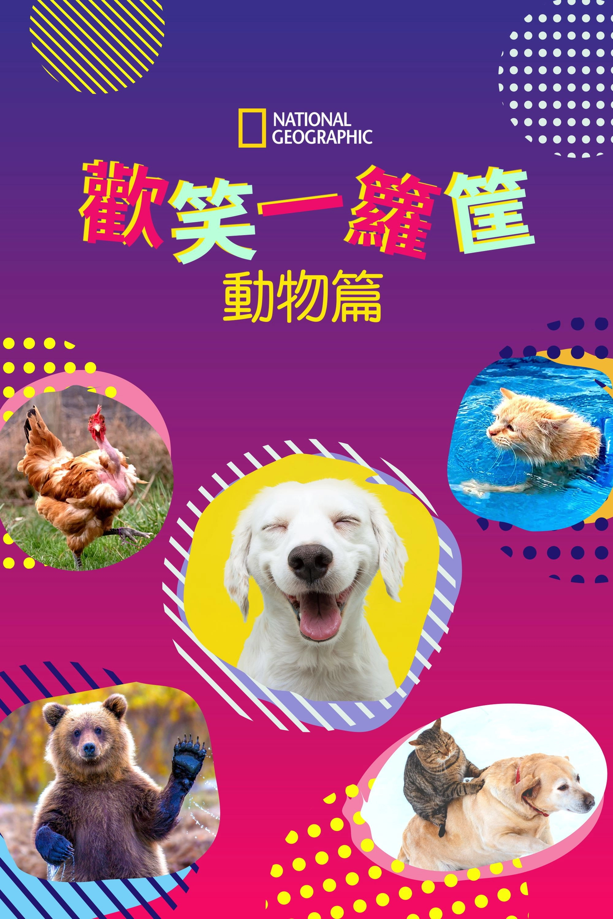 America's Funniest Home Videos: Animal Edition
