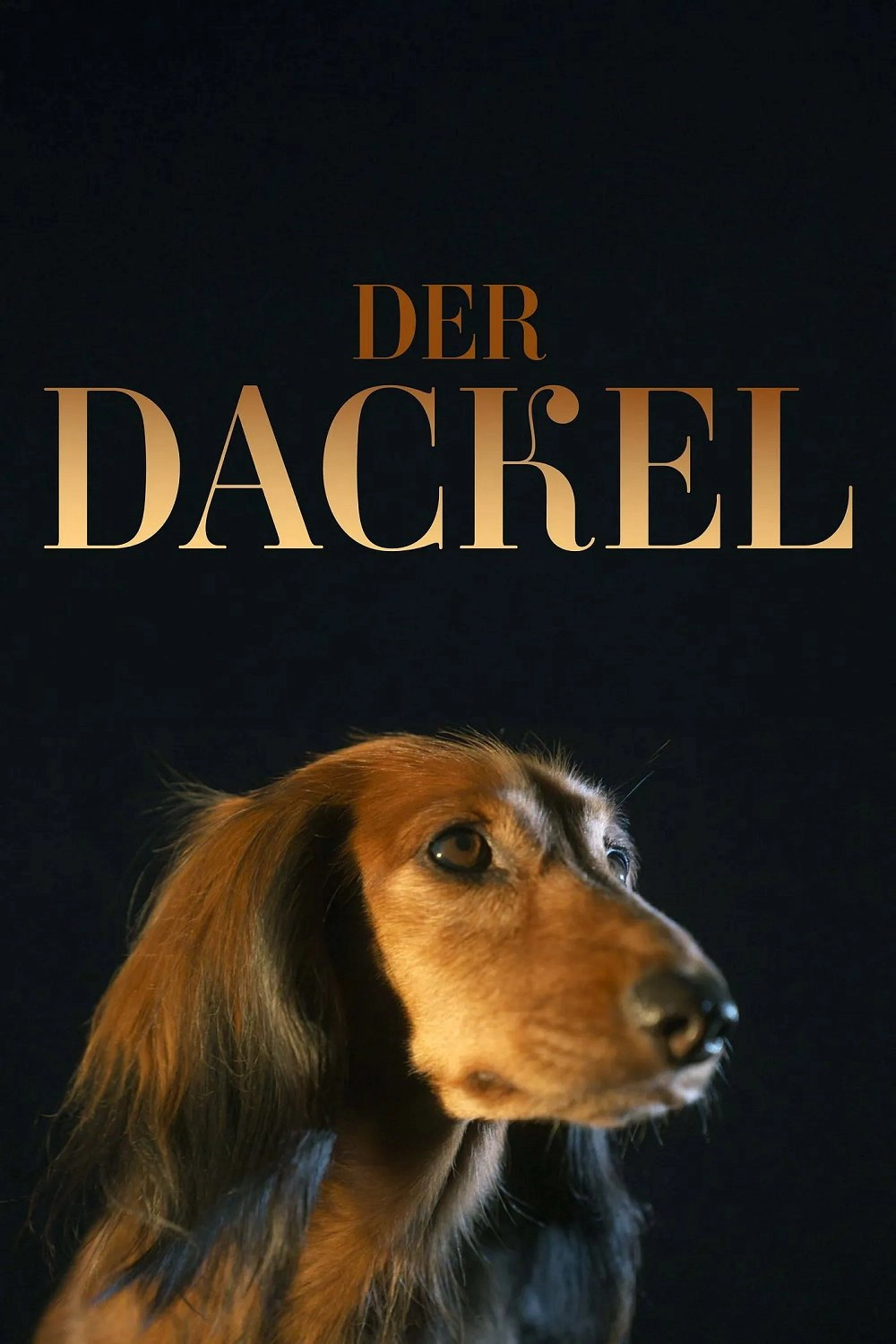 The Dachshund