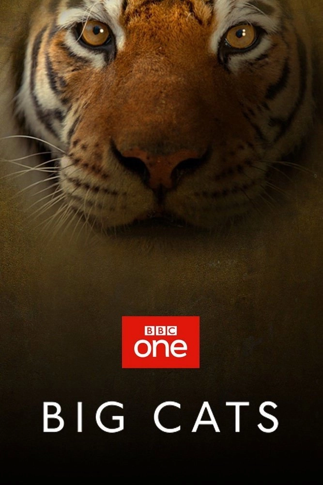Big Cats