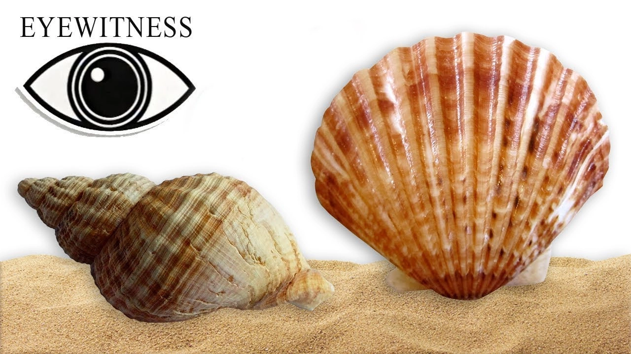 Eyewitness