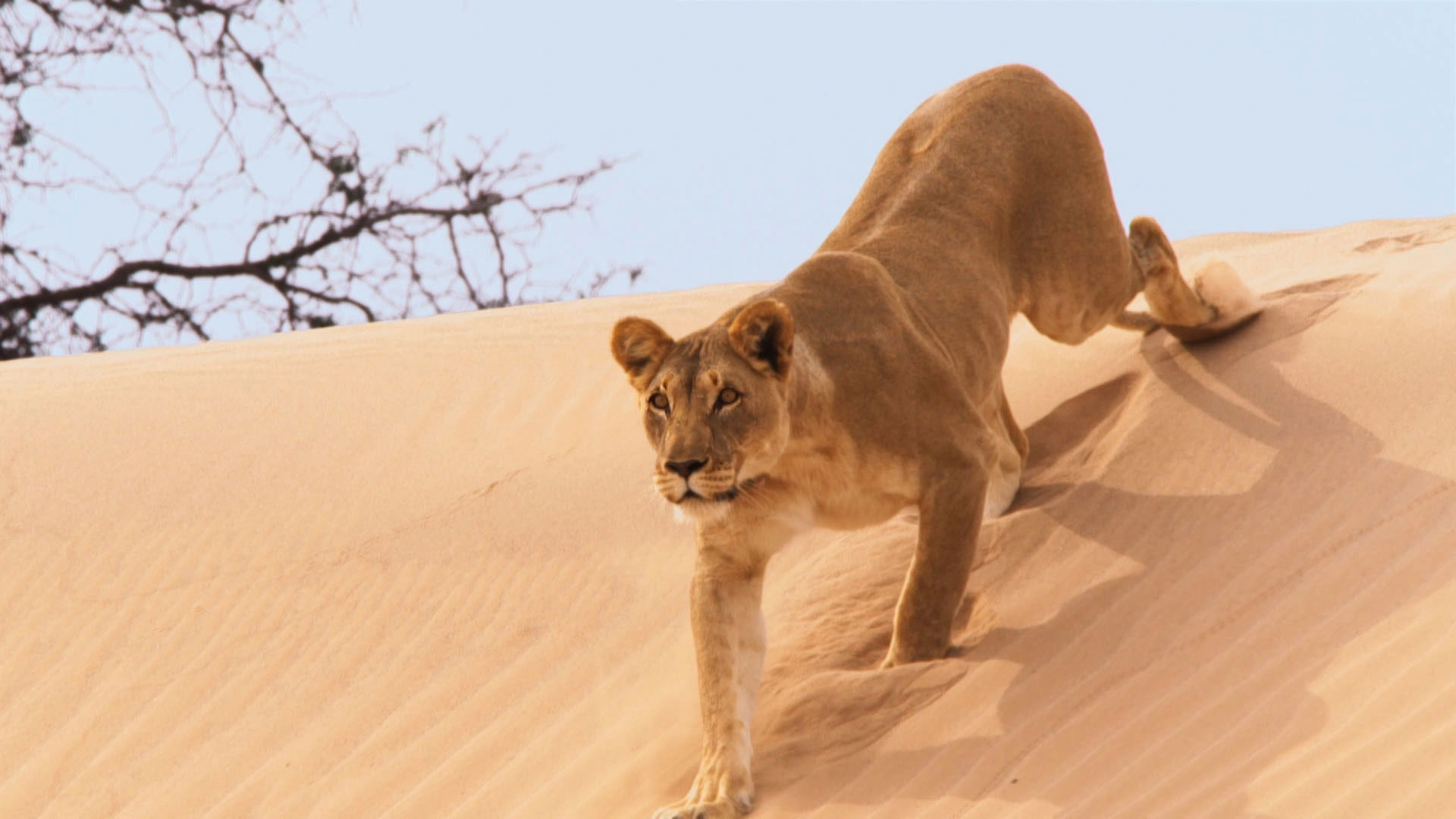 Planet Earth II
