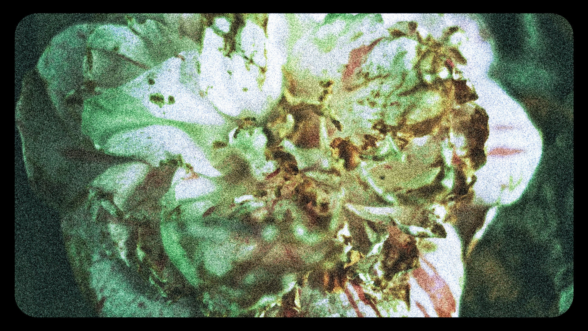 Flowers (III)
