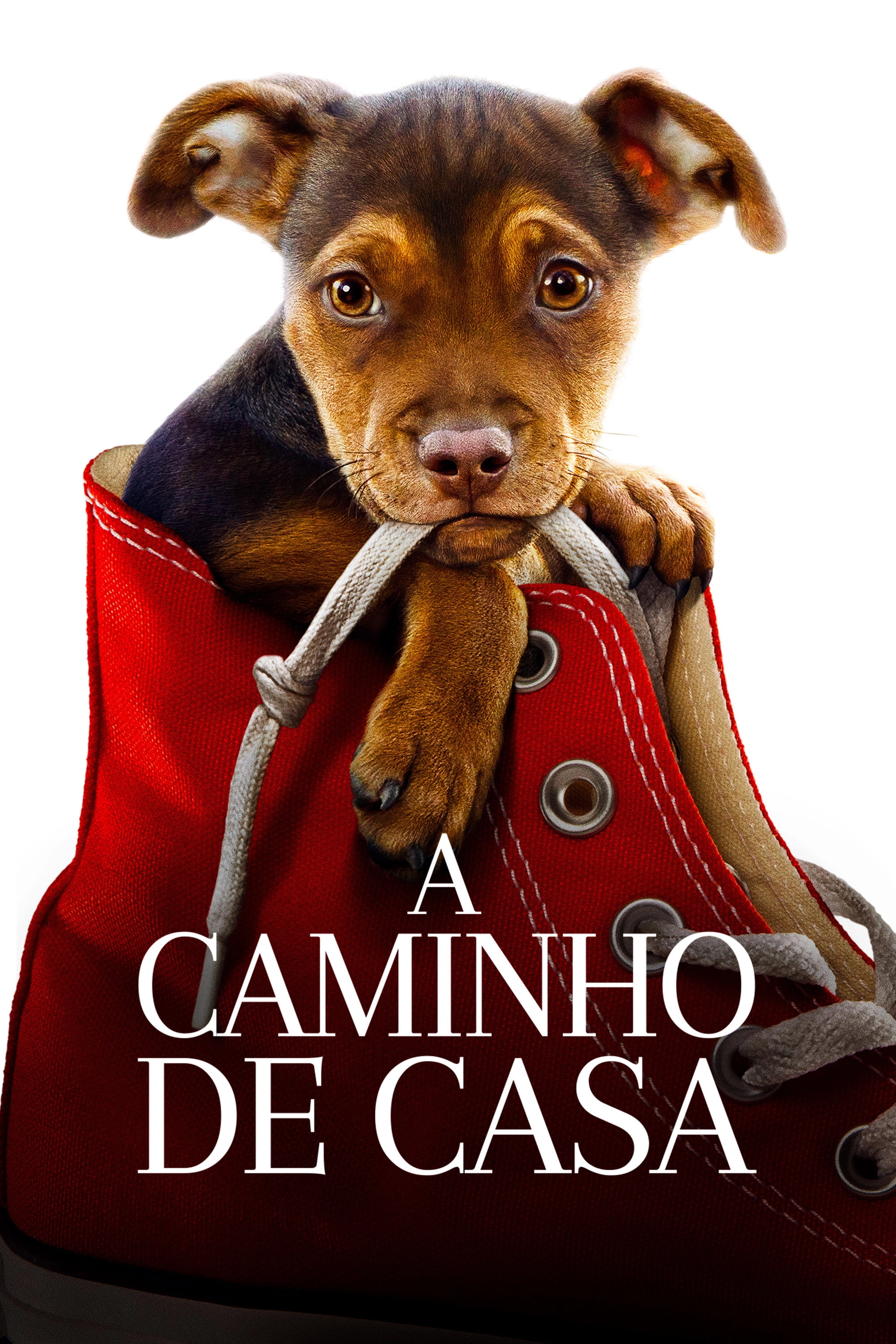 A Dog's Way Home