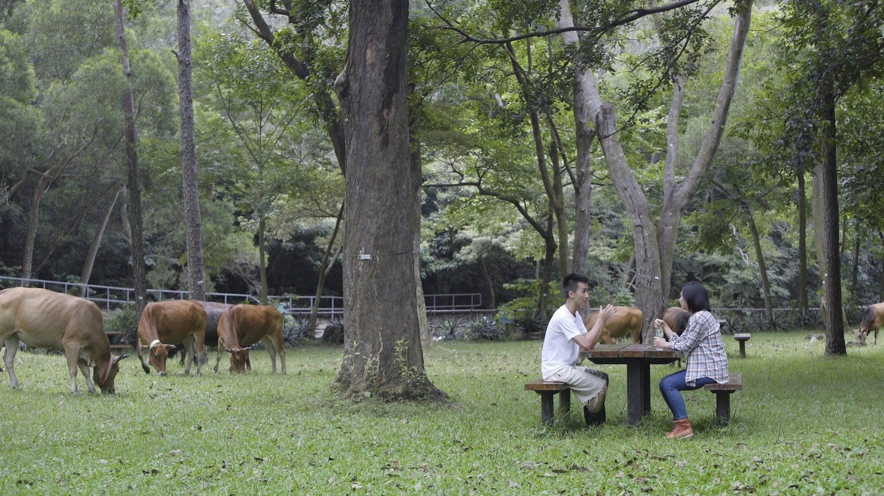 The Cow Caretaker