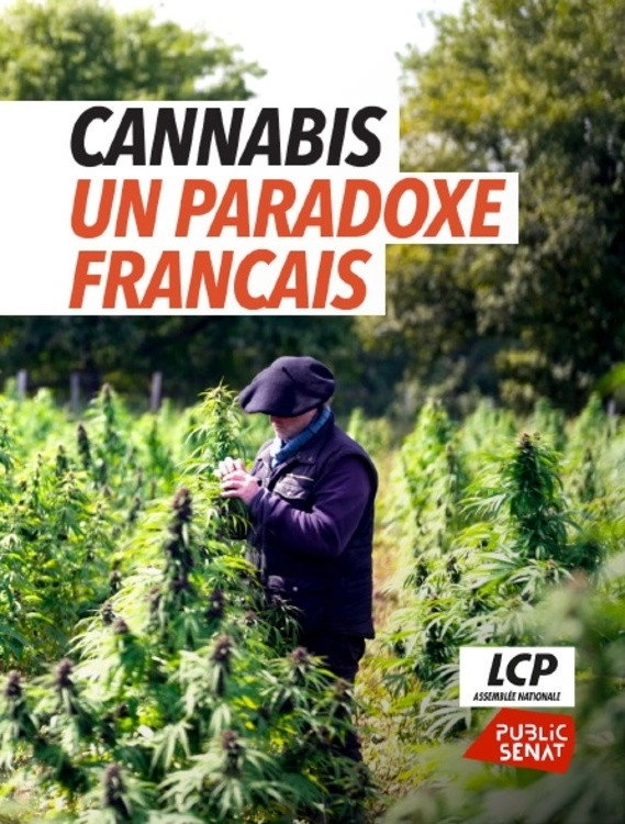 Cannabis, un paradoxe français