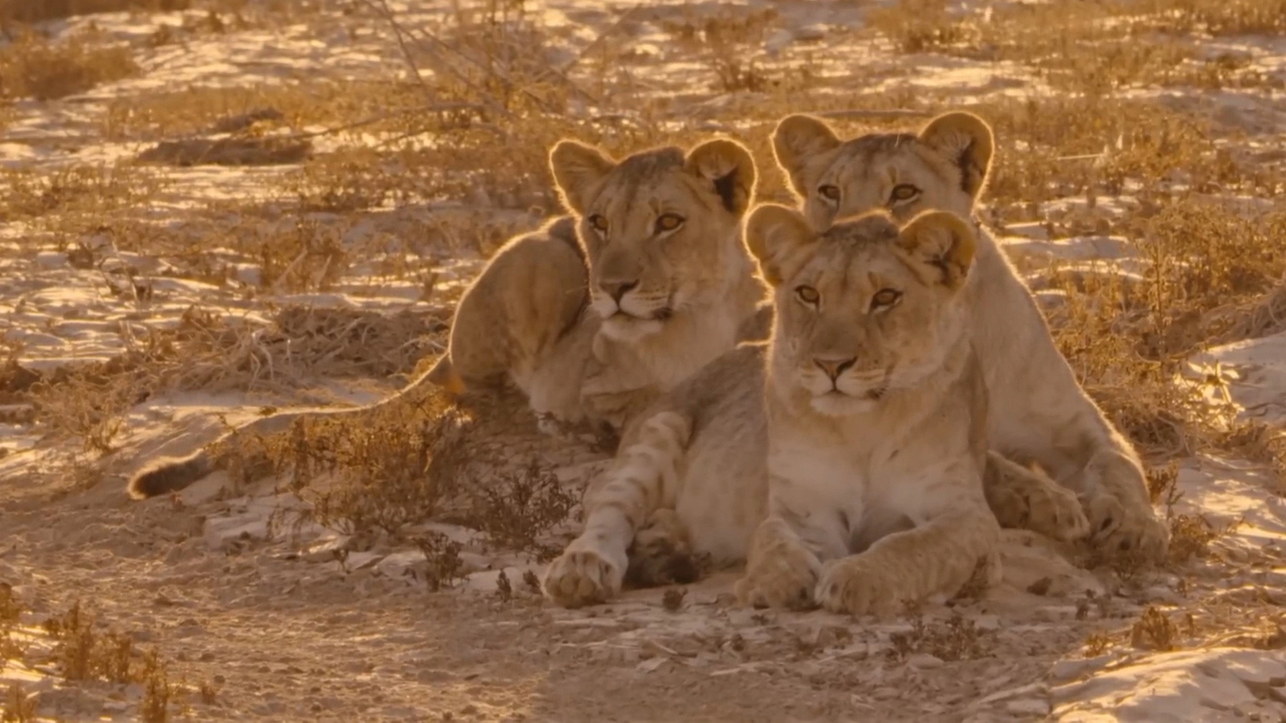 Desert Warriors: Lions of the Namib