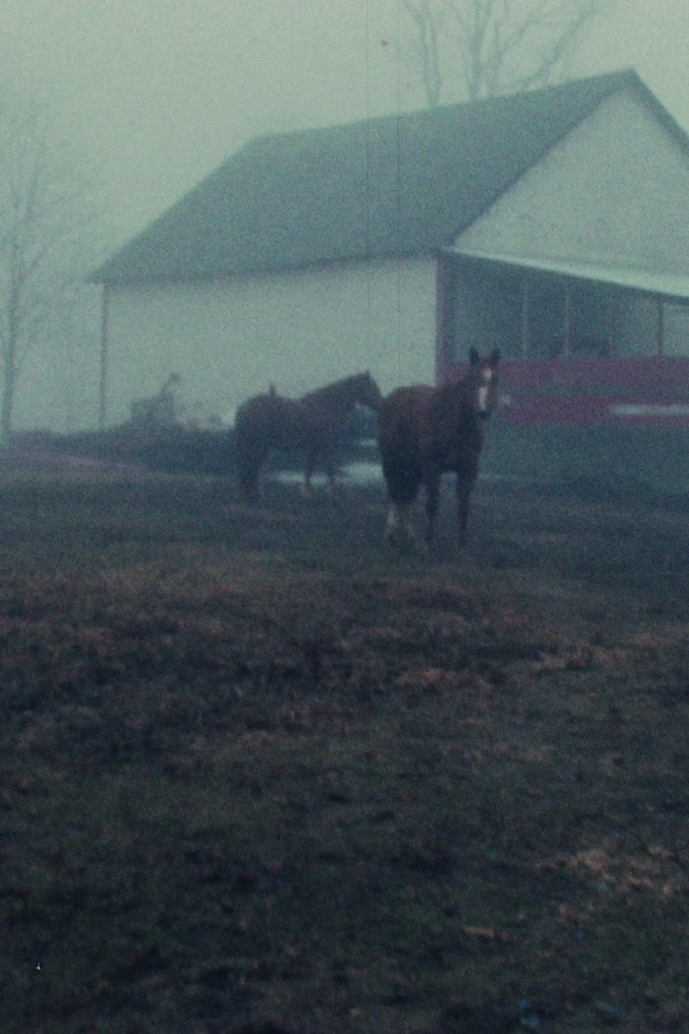 Horseflesh
