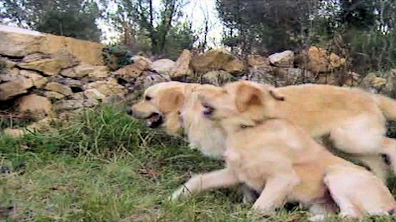 Animals Like Us
