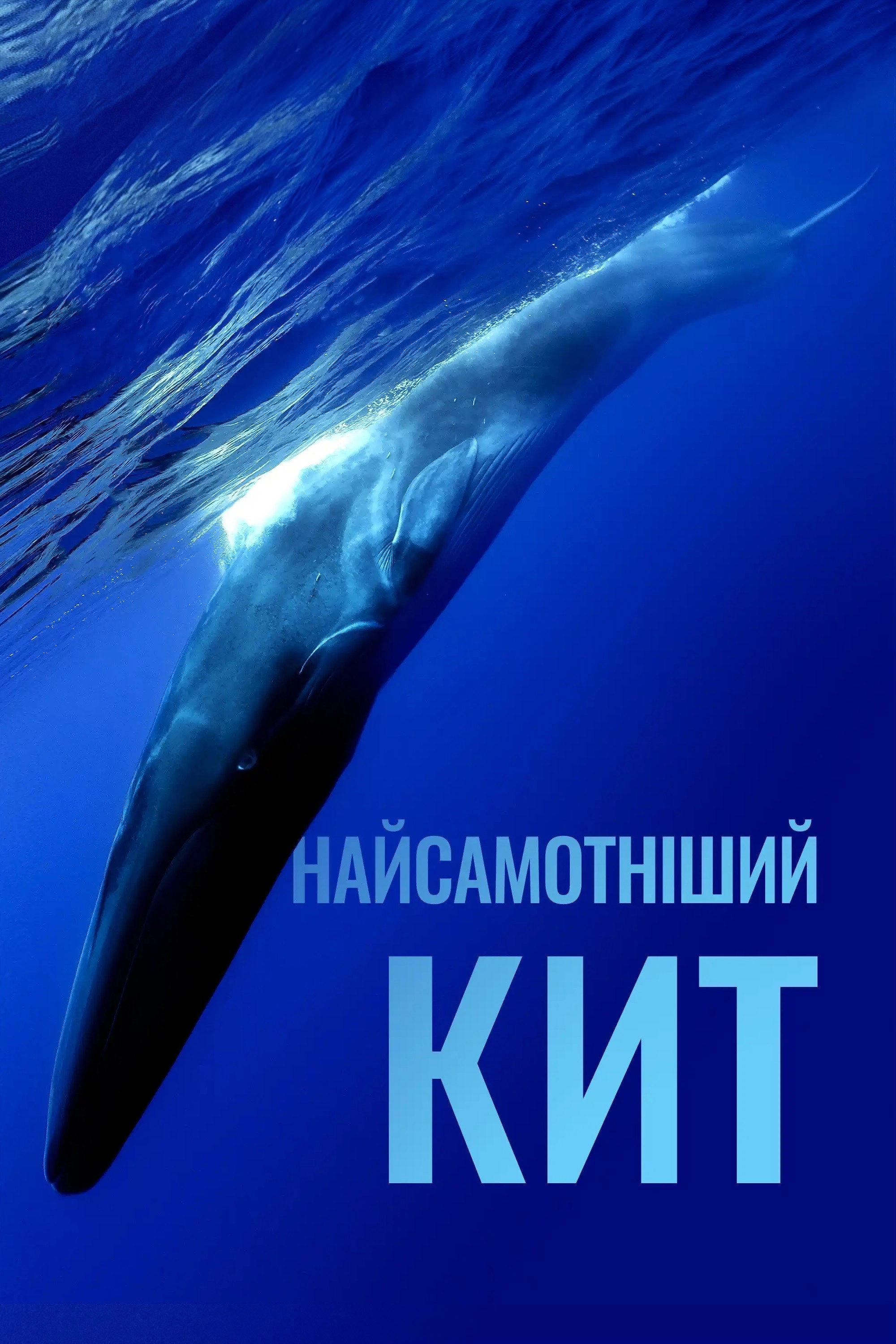 The Loneliest Whale: The Search for 52