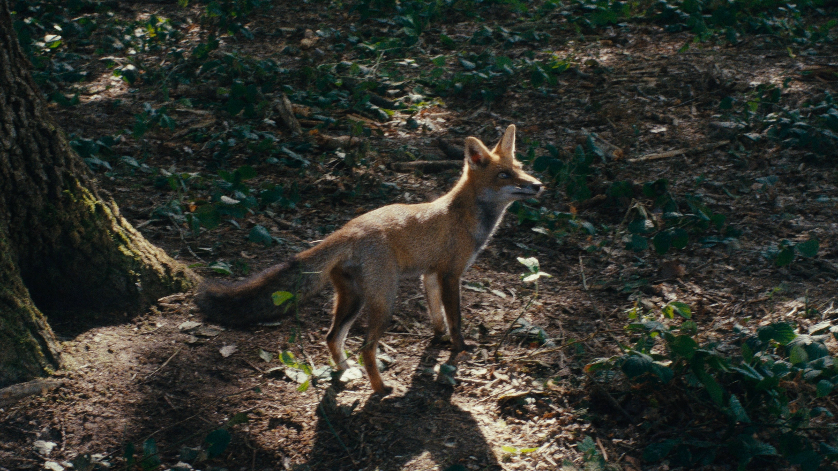 Wild Foxes