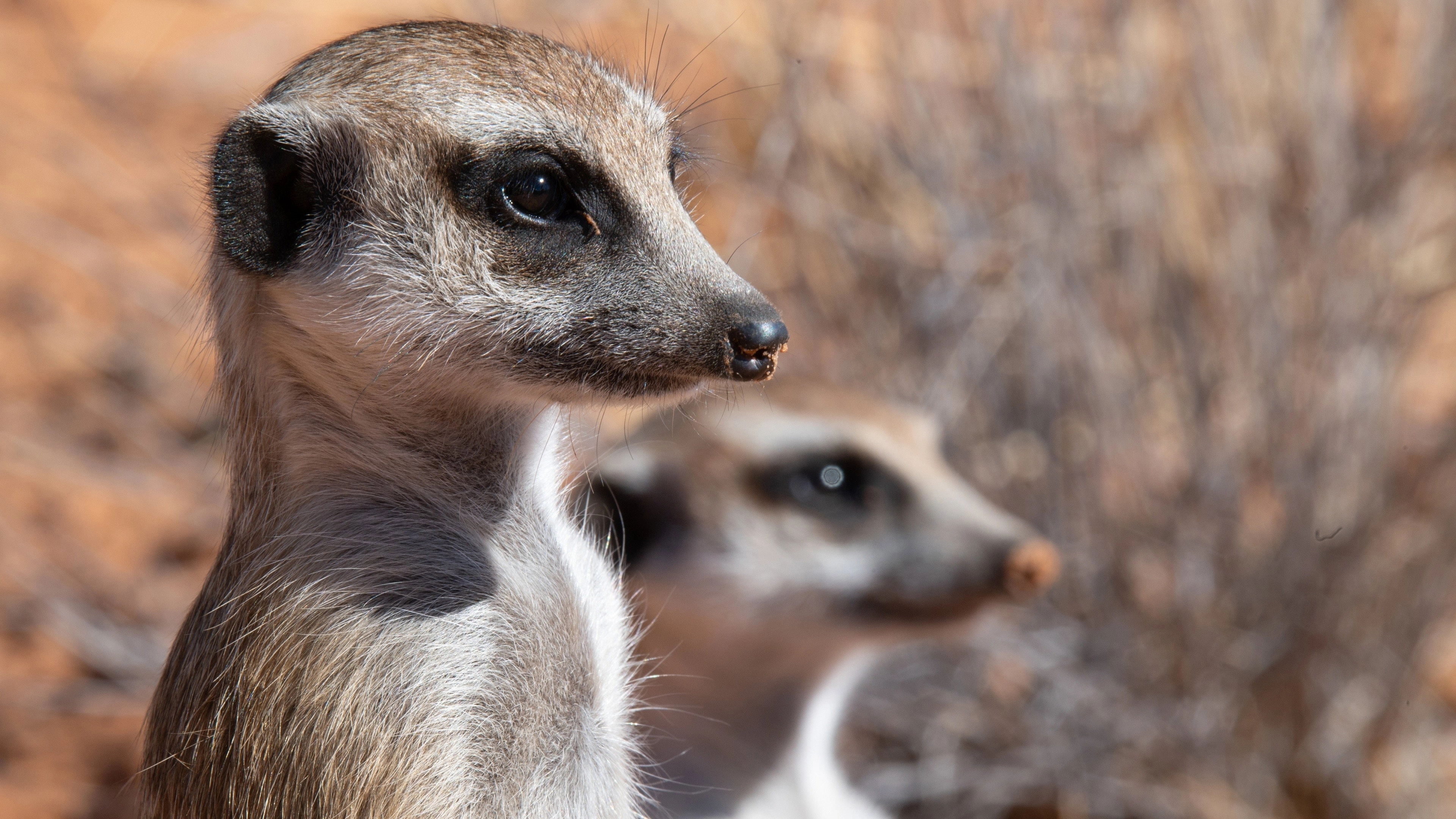Meet The Meerkats