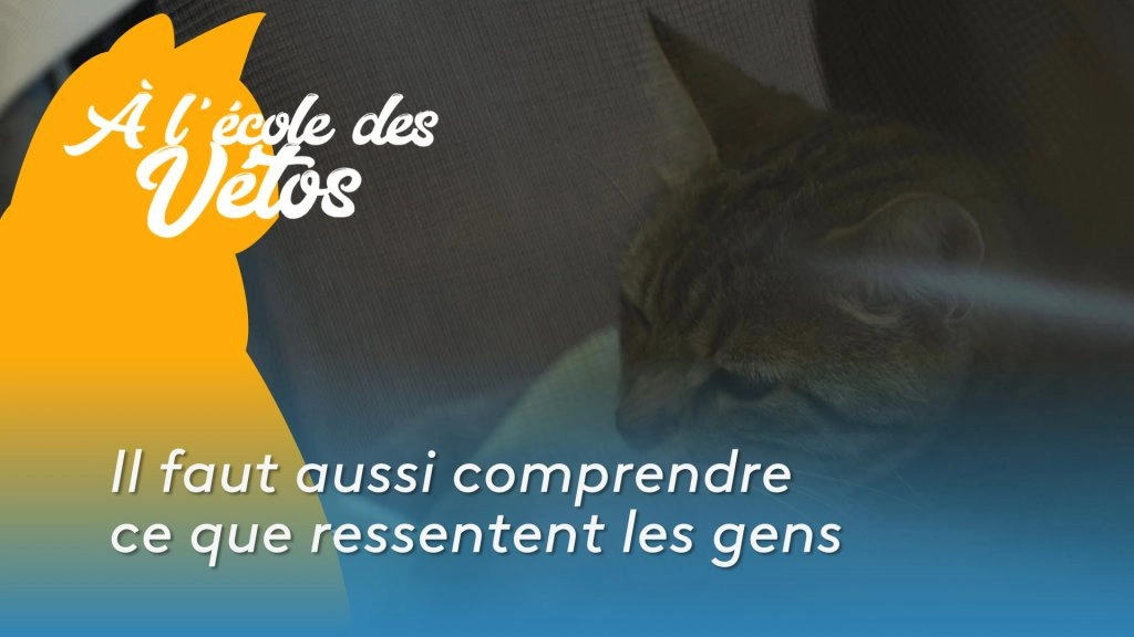 A l'école des vétos