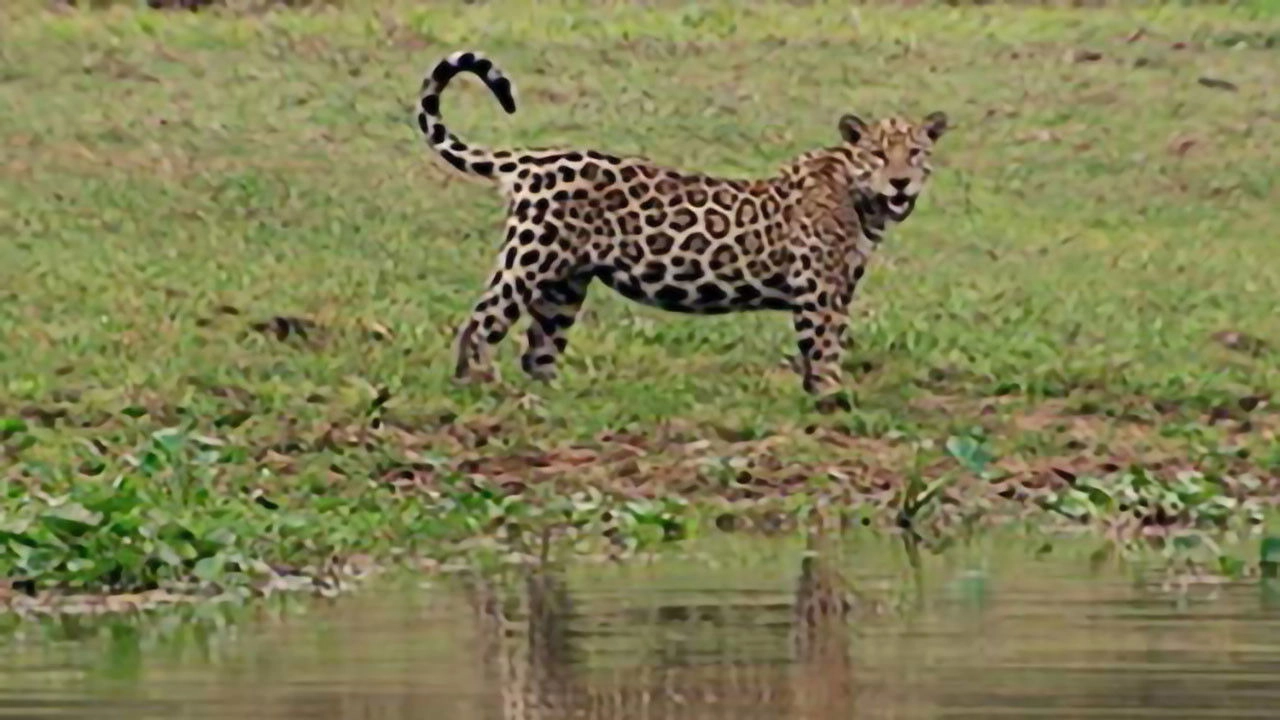 Jaguar Adventure With Nigel Marven