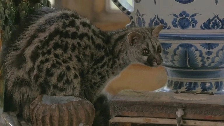 If I Were an Animal