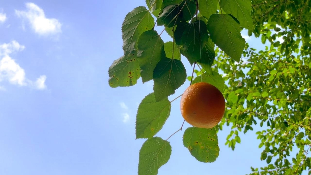 Meri Bahuain