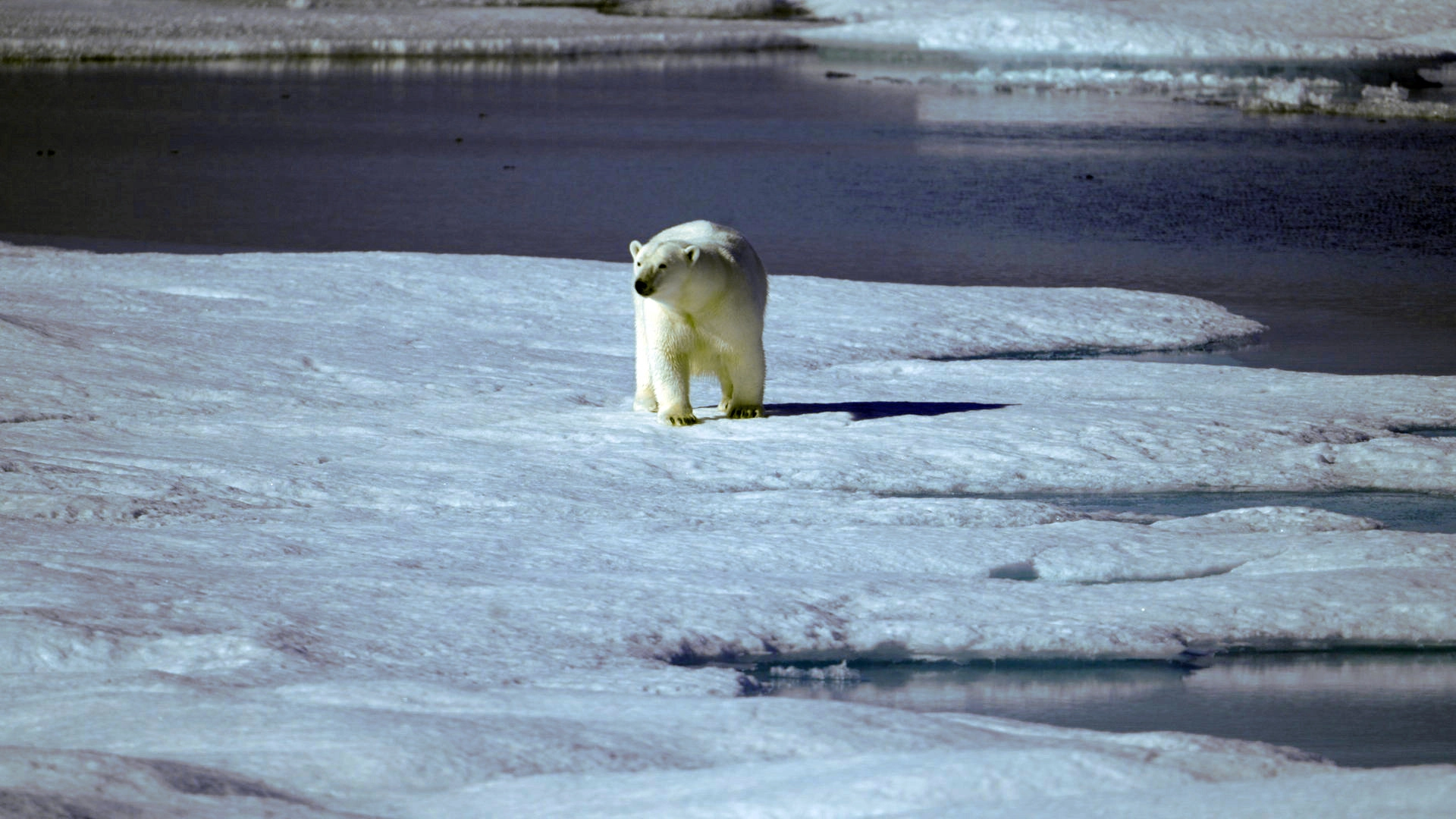 Race for the Arctic