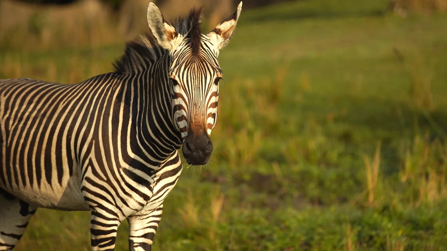 Magic of Disney's Animal Kingdom