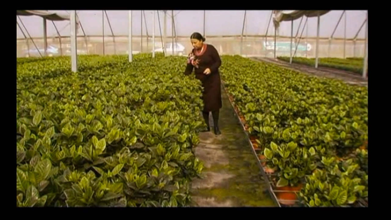Hothouse