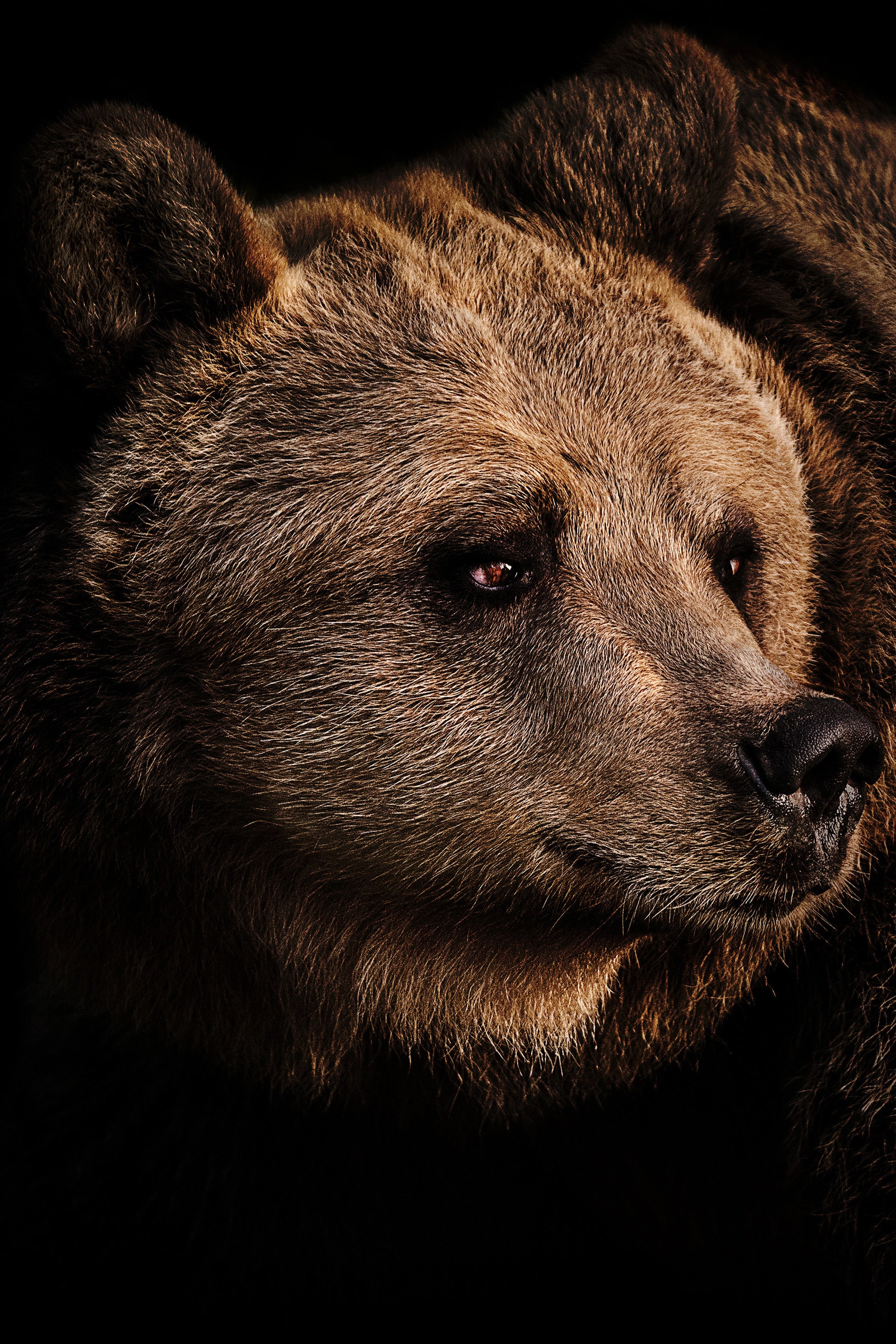 Grizzly Uprising