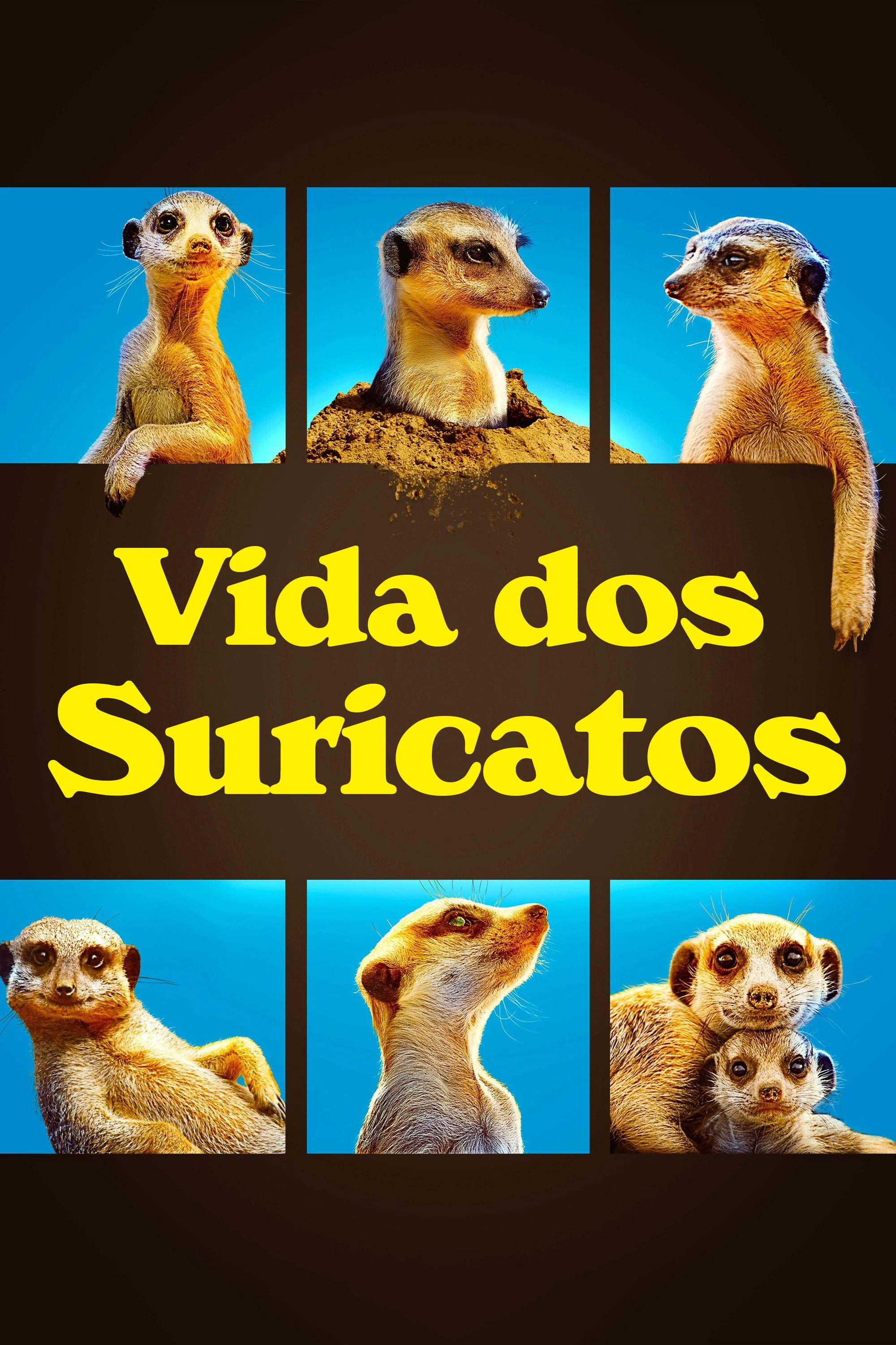 Meet The Meerkats