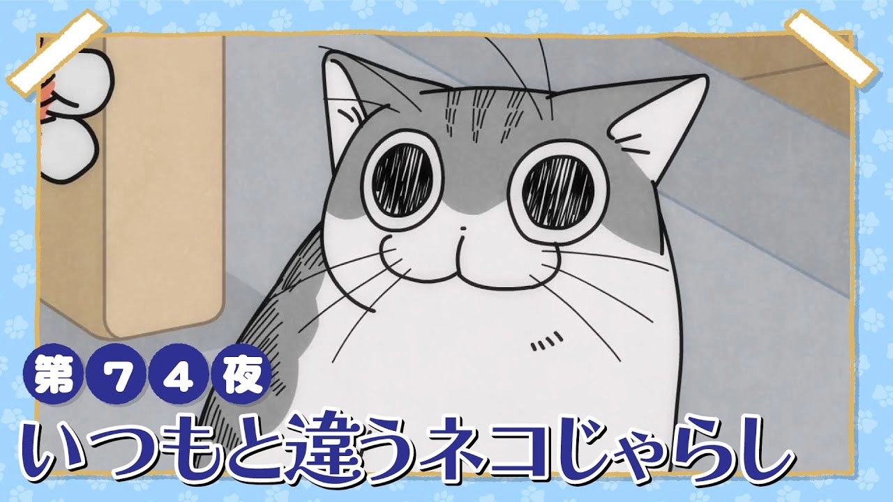 Nights with a Cat