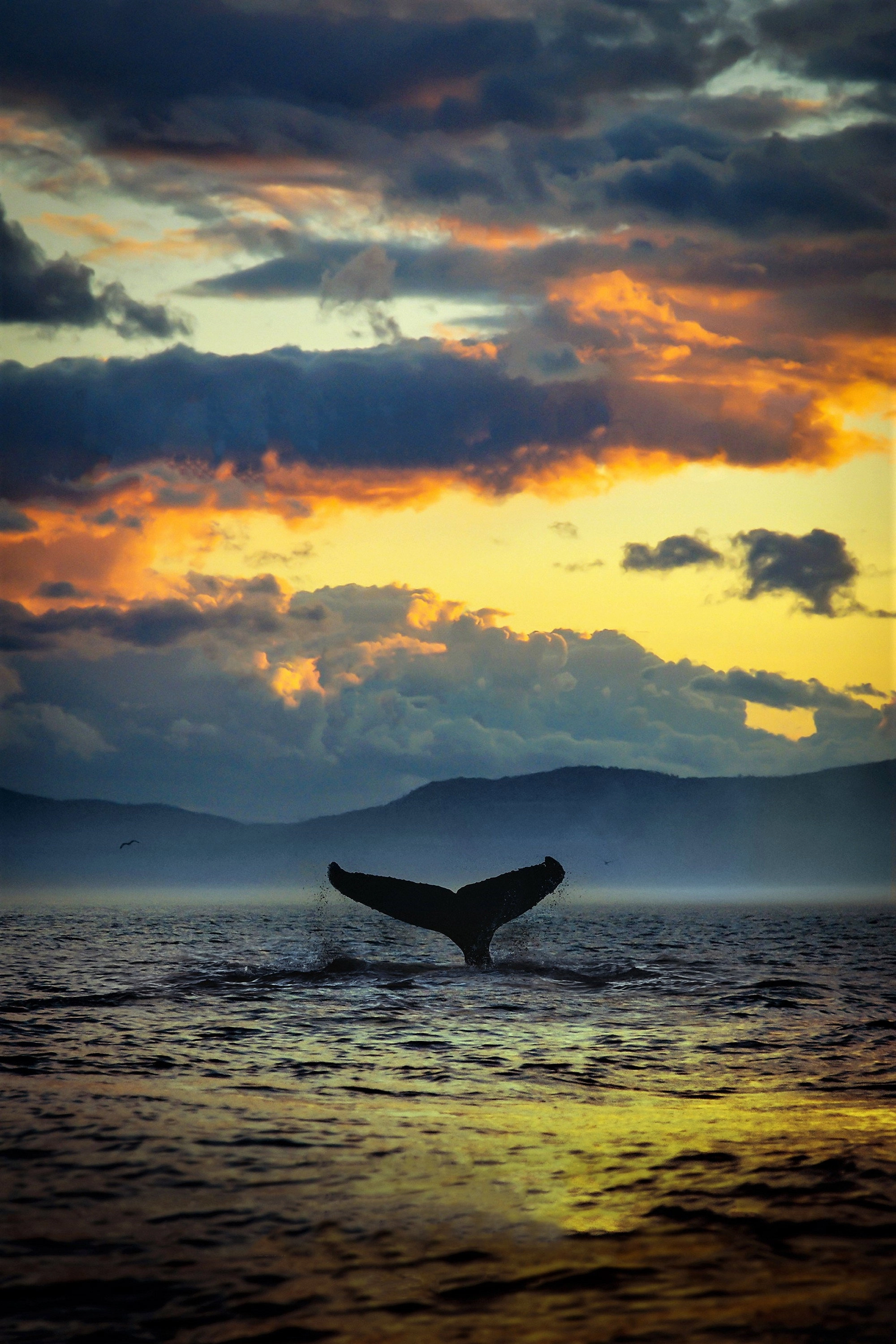 The Loneliest Whale: The Search for 52