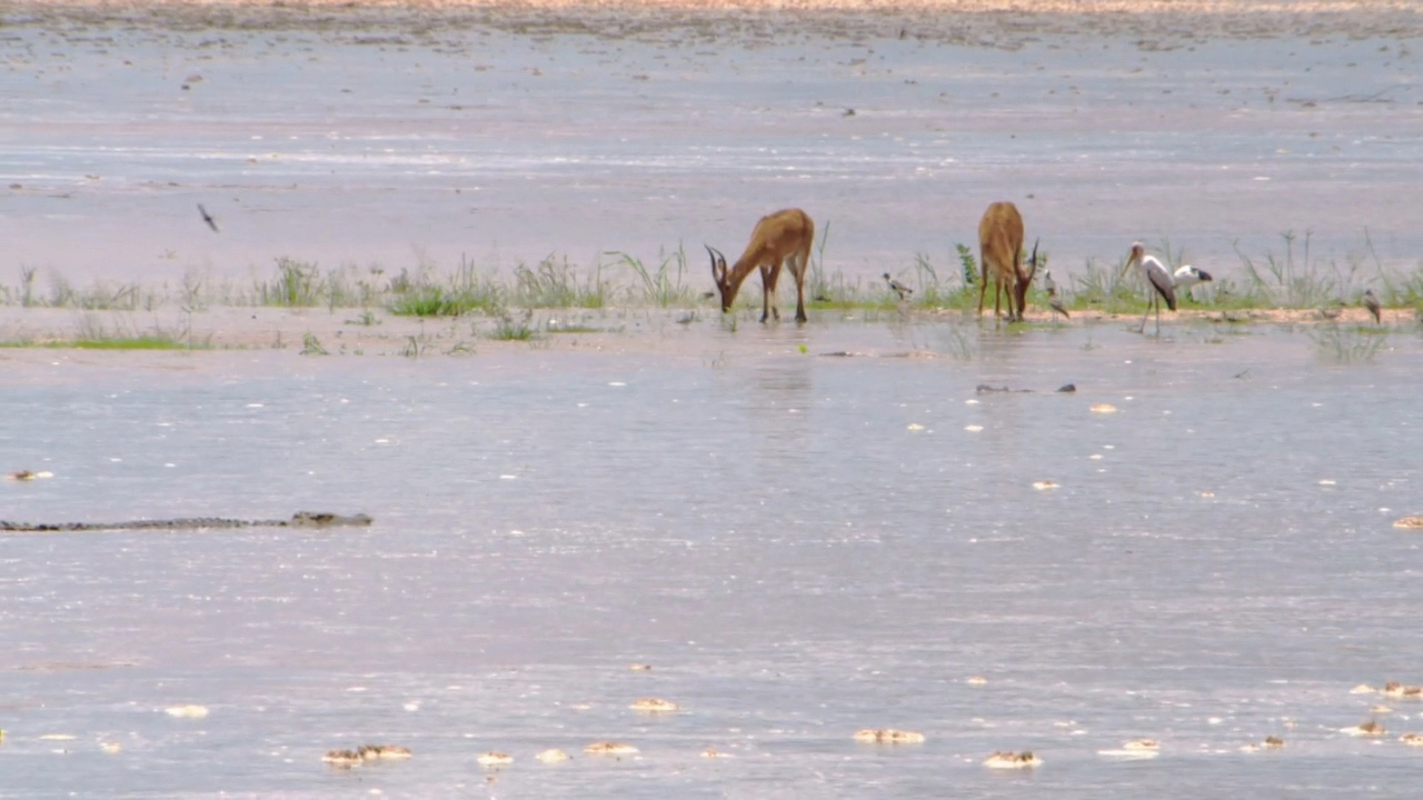 Africa River Wild