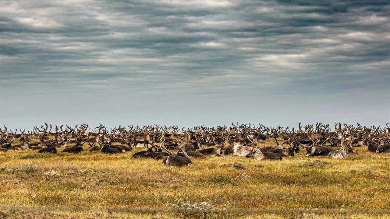 Russian Gas and the Nenets
