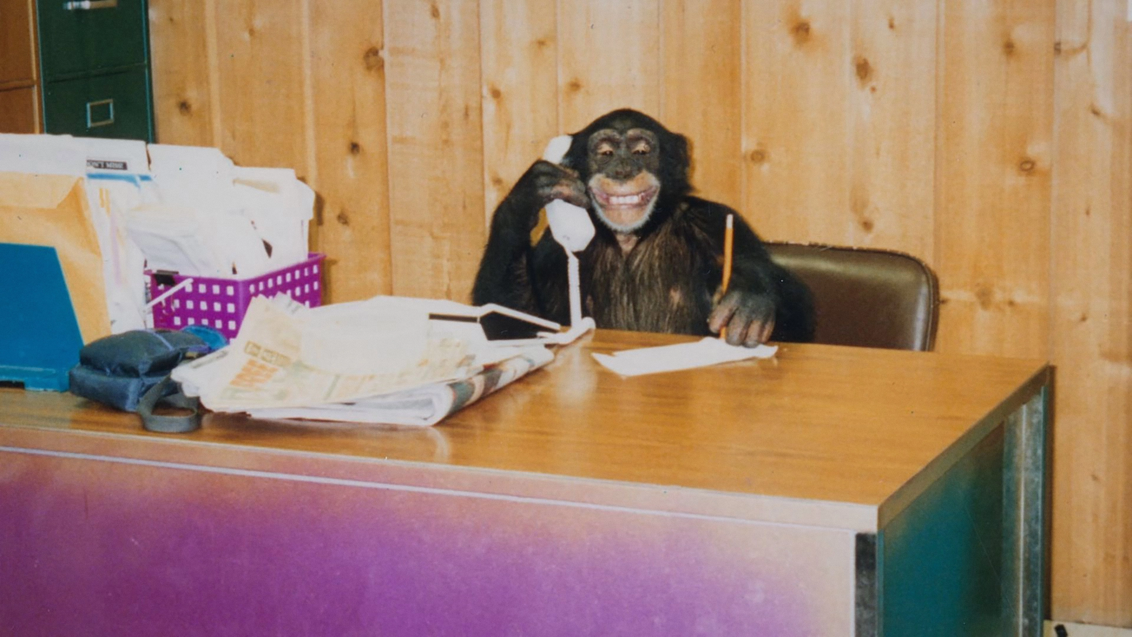 Chimp Crazy