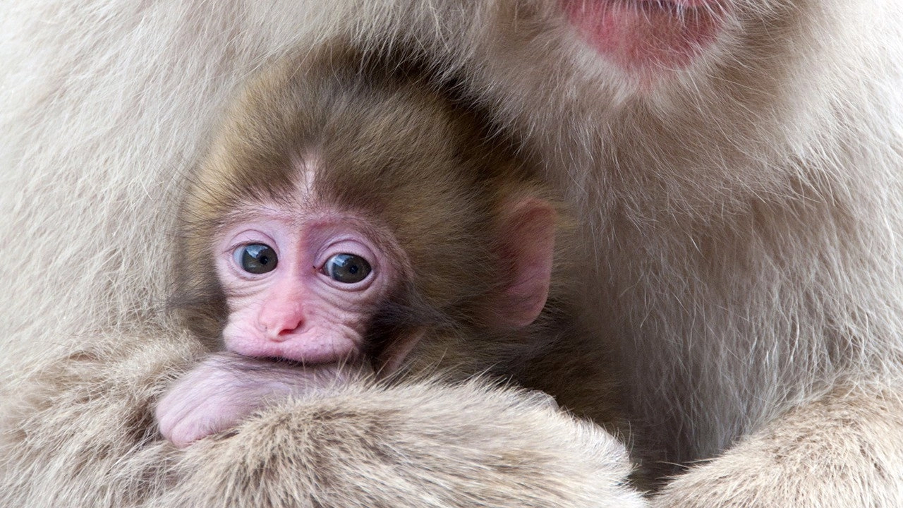 Extreme Animal Babies