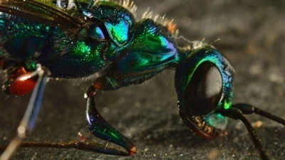 Micro Monsters with David Attenborough