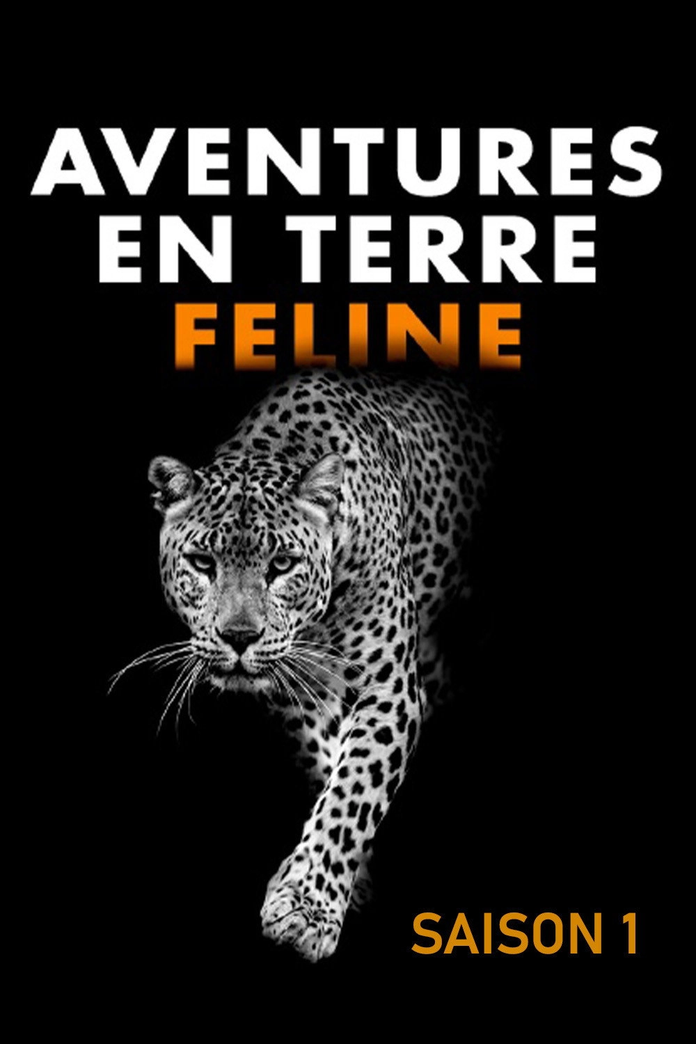 Big Cats