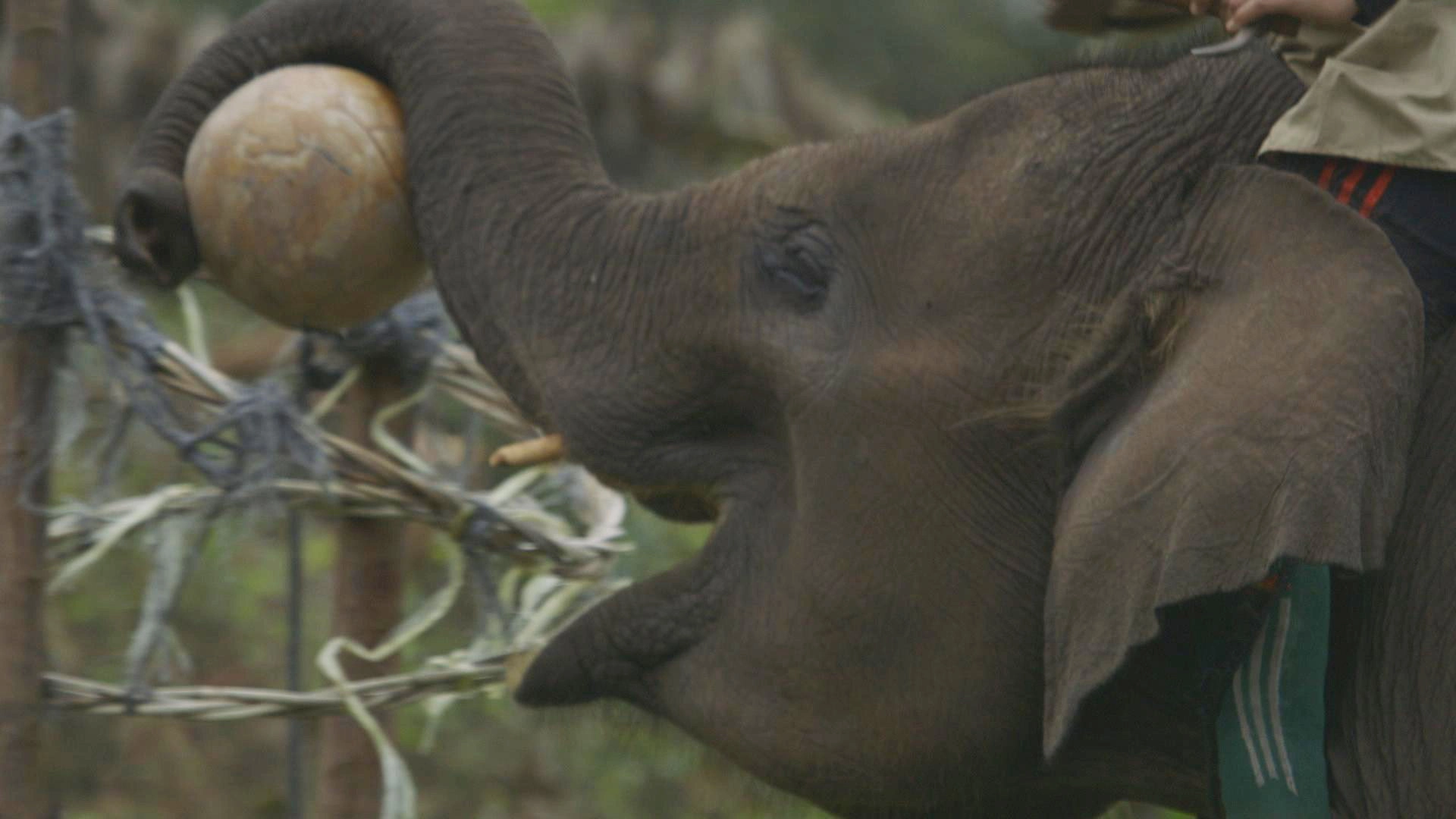Earth: A New Wild
