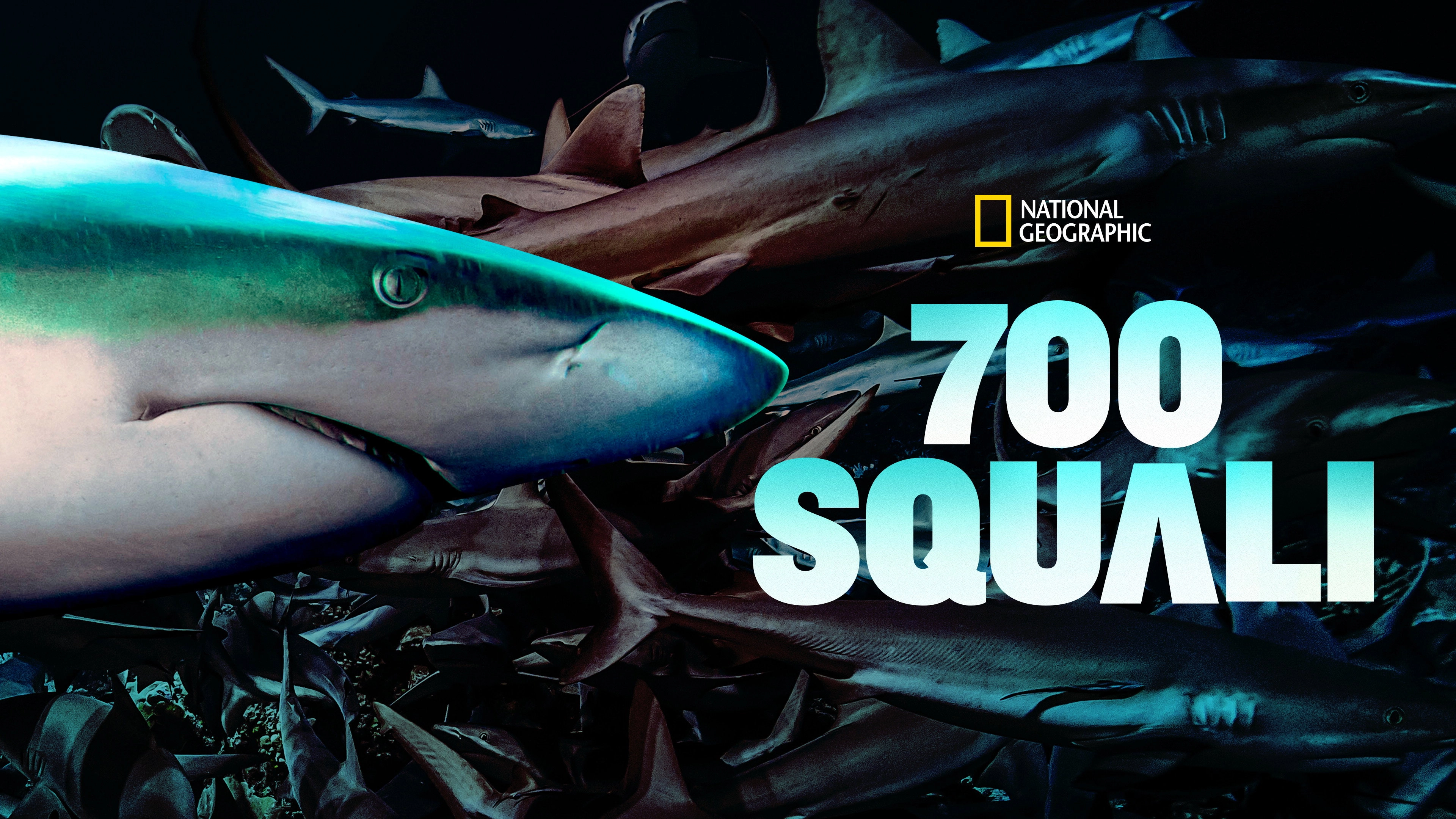 700 Sharks