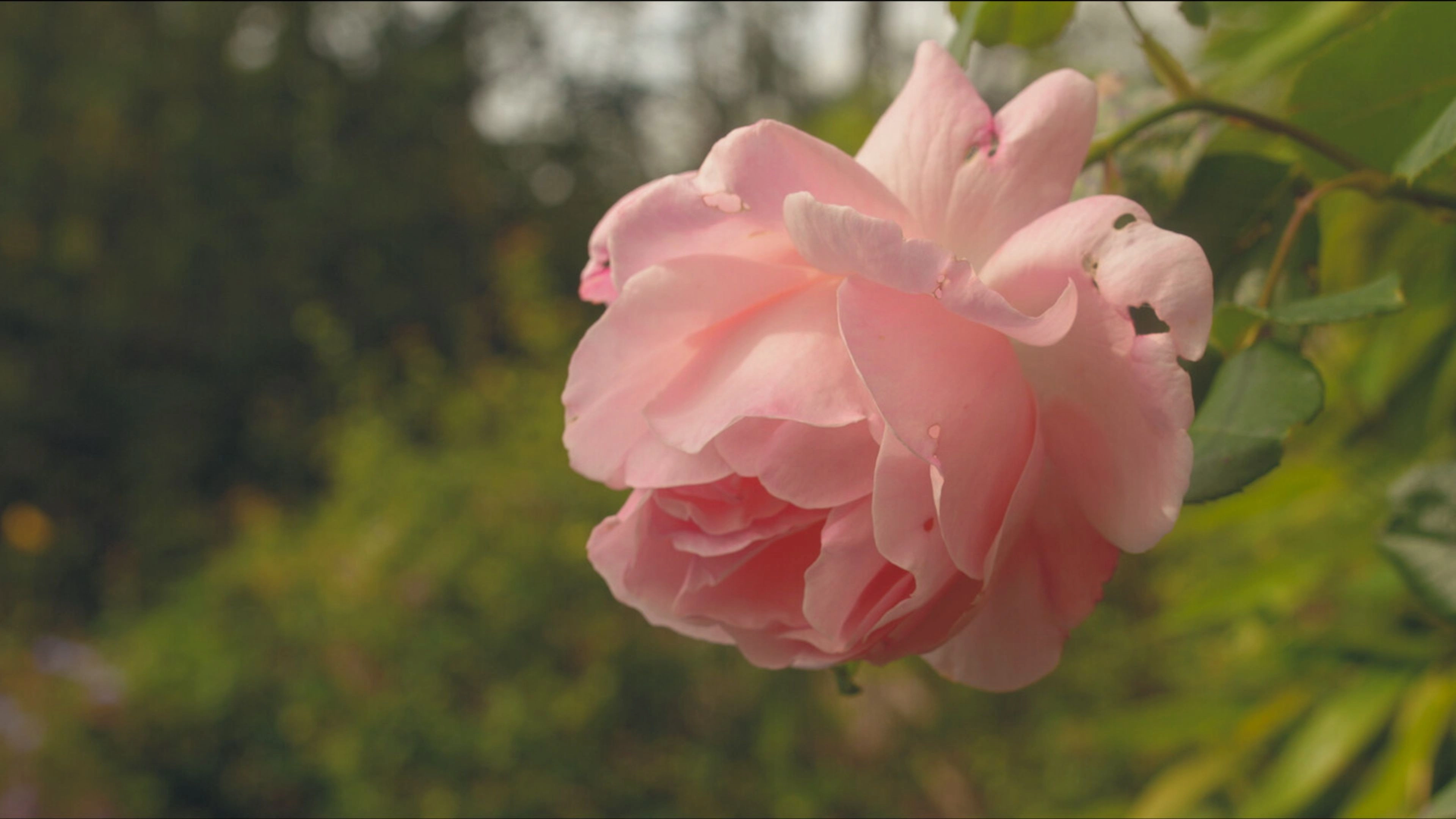 The Flowers From The Window