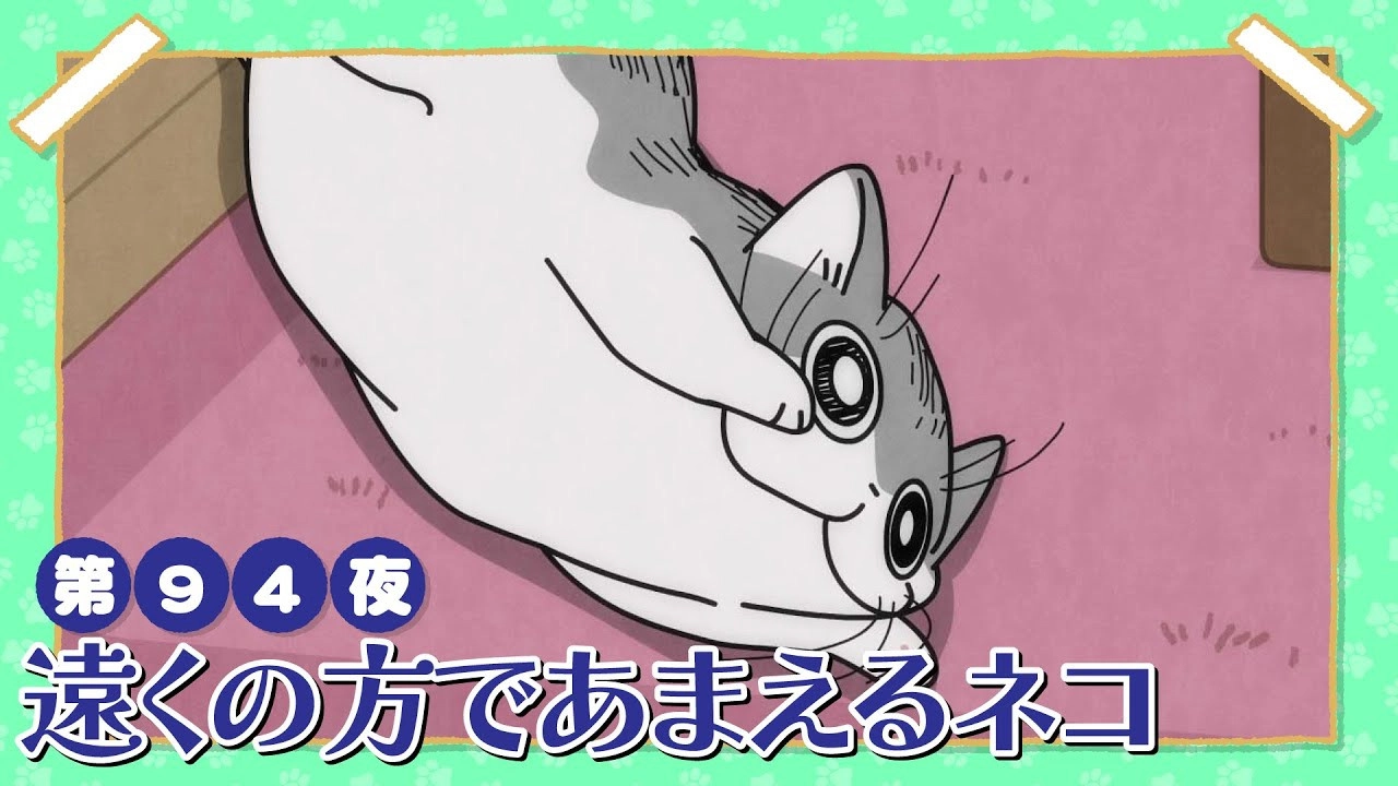 Nights with a Cat