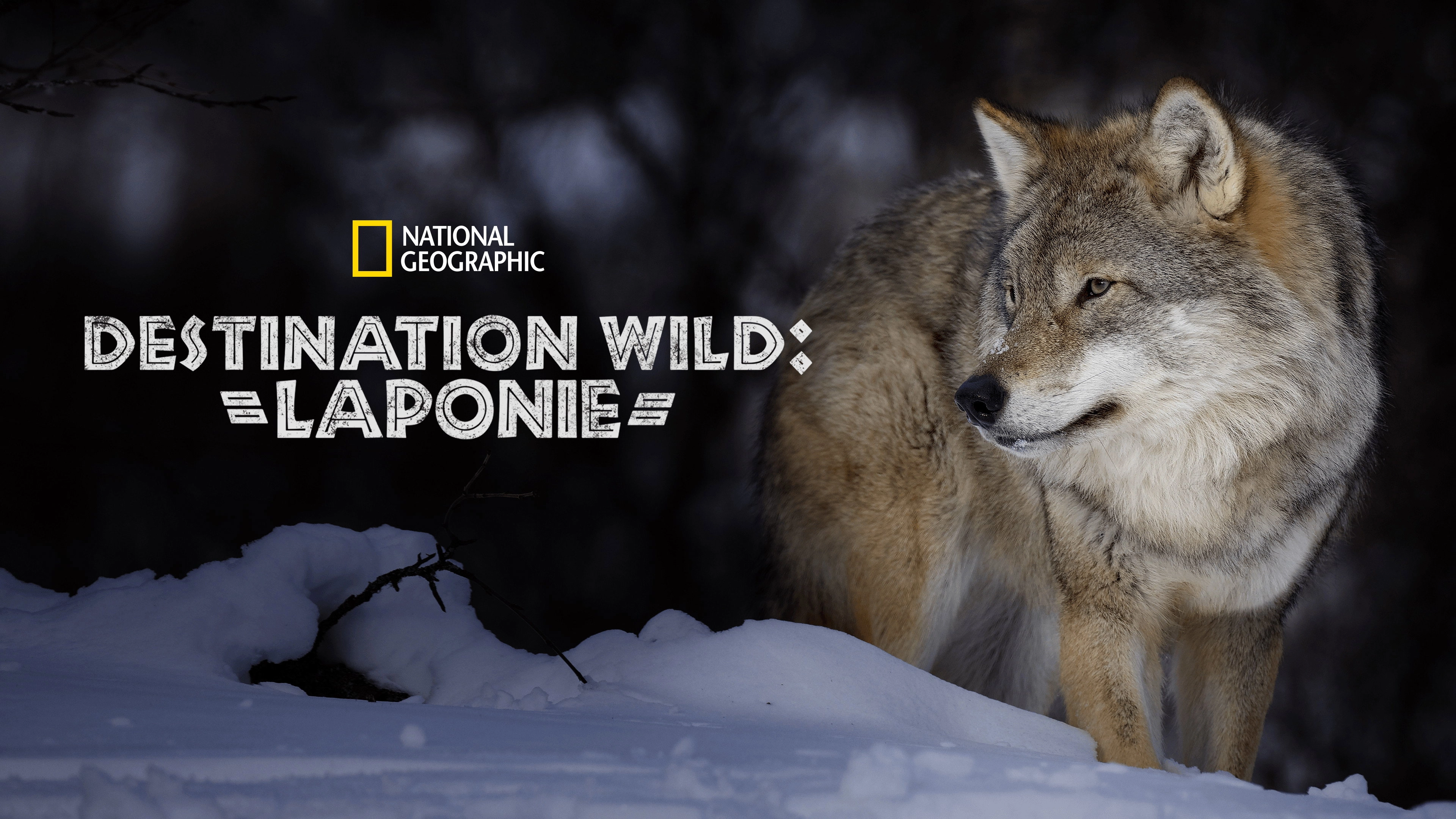 Wild Lapland