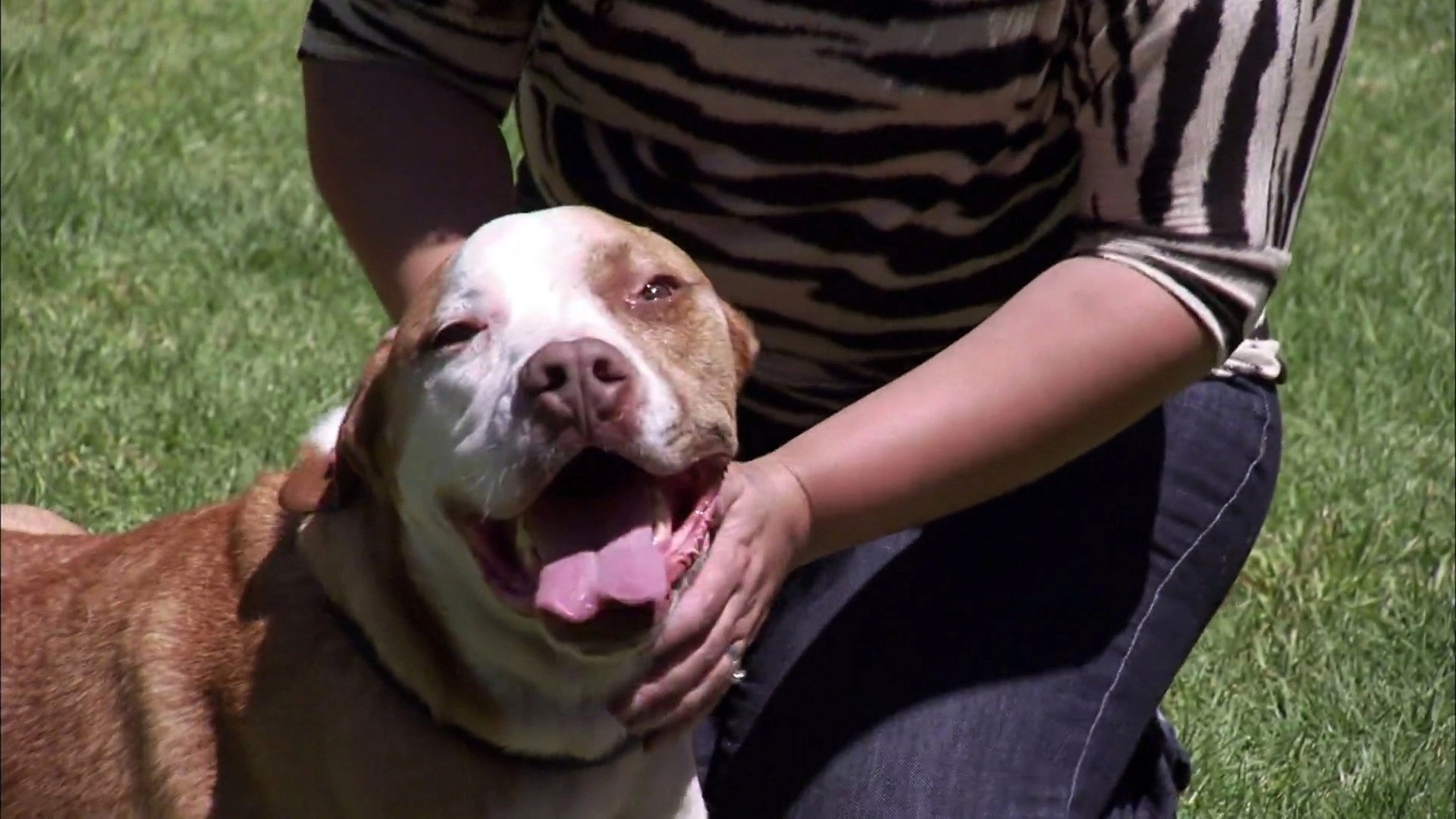 Pit Bulls and Parolees